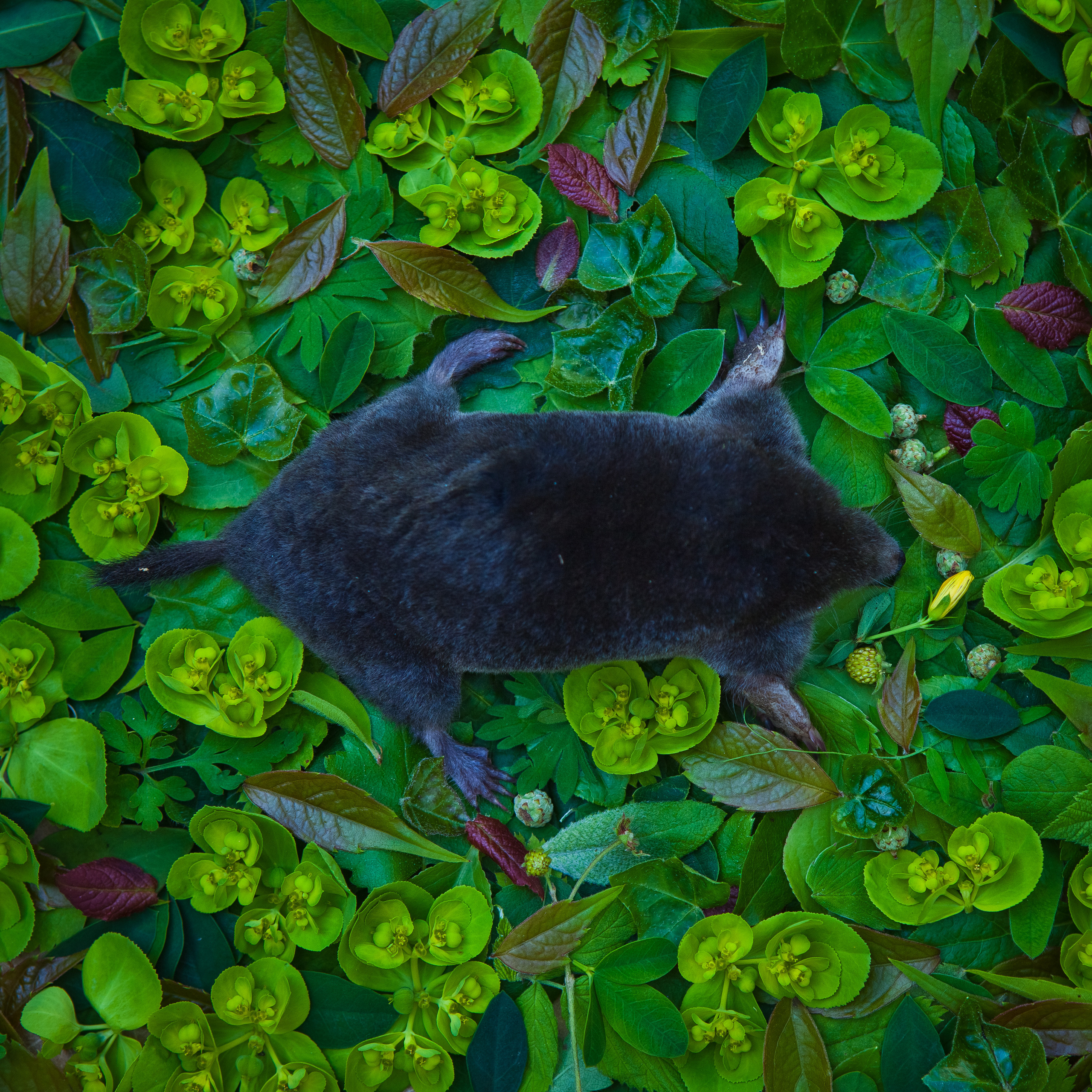 Natura Morta. Maria Węsławska-Gribina