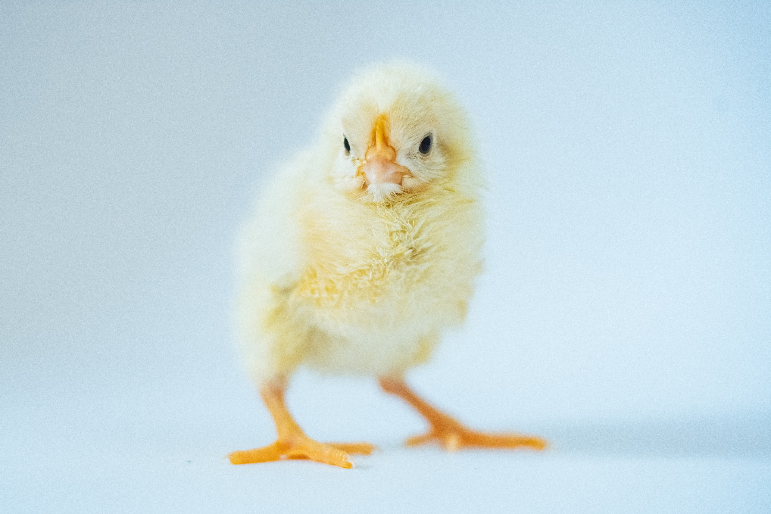 Inkubator. Maria Węsławska-Gribina