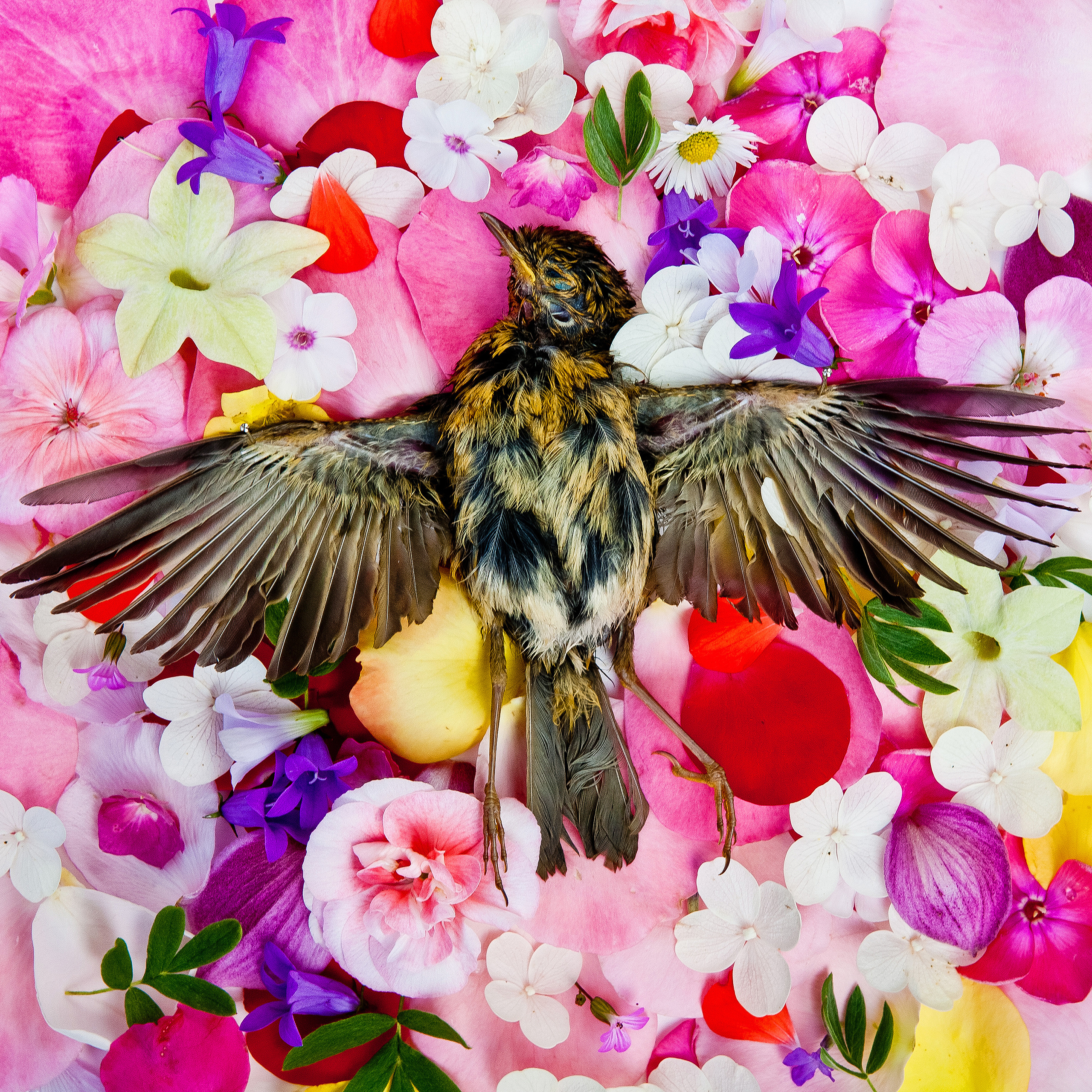 Natura Morta. Maria Węsławska-Gribina