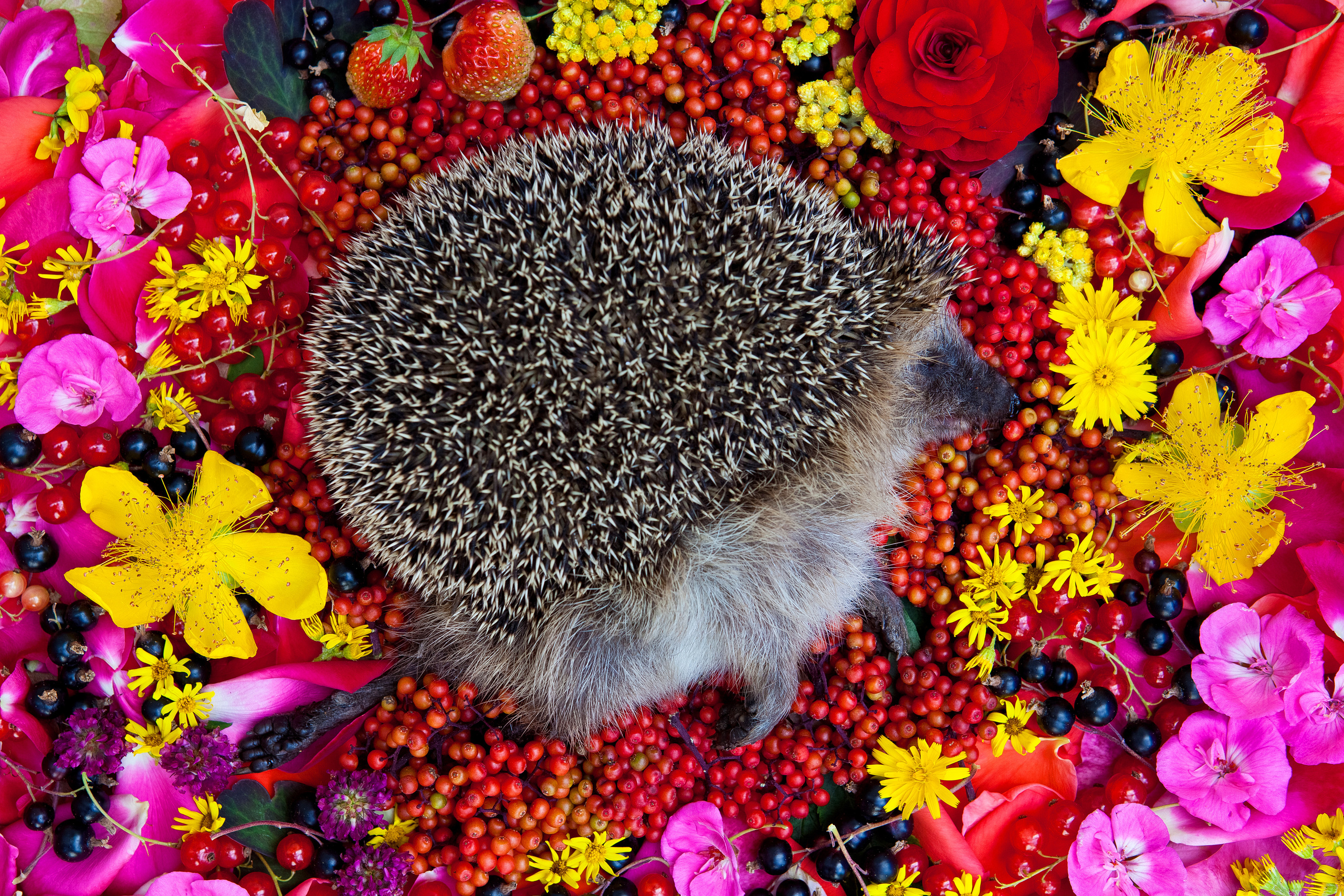 Natura Morta. Maria Węsławska-Gribina