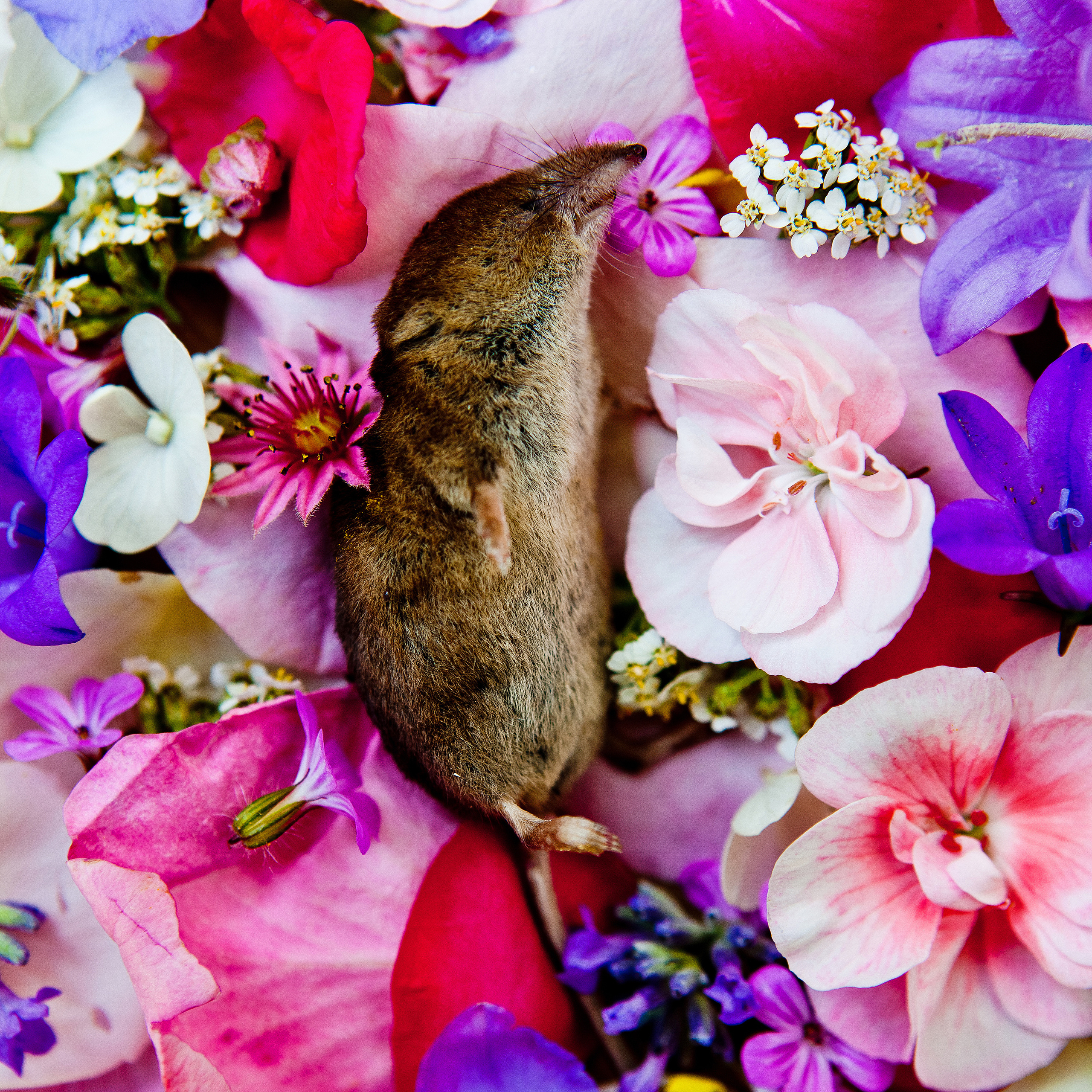 Natura Morta. Maria Węsławska-Gribina