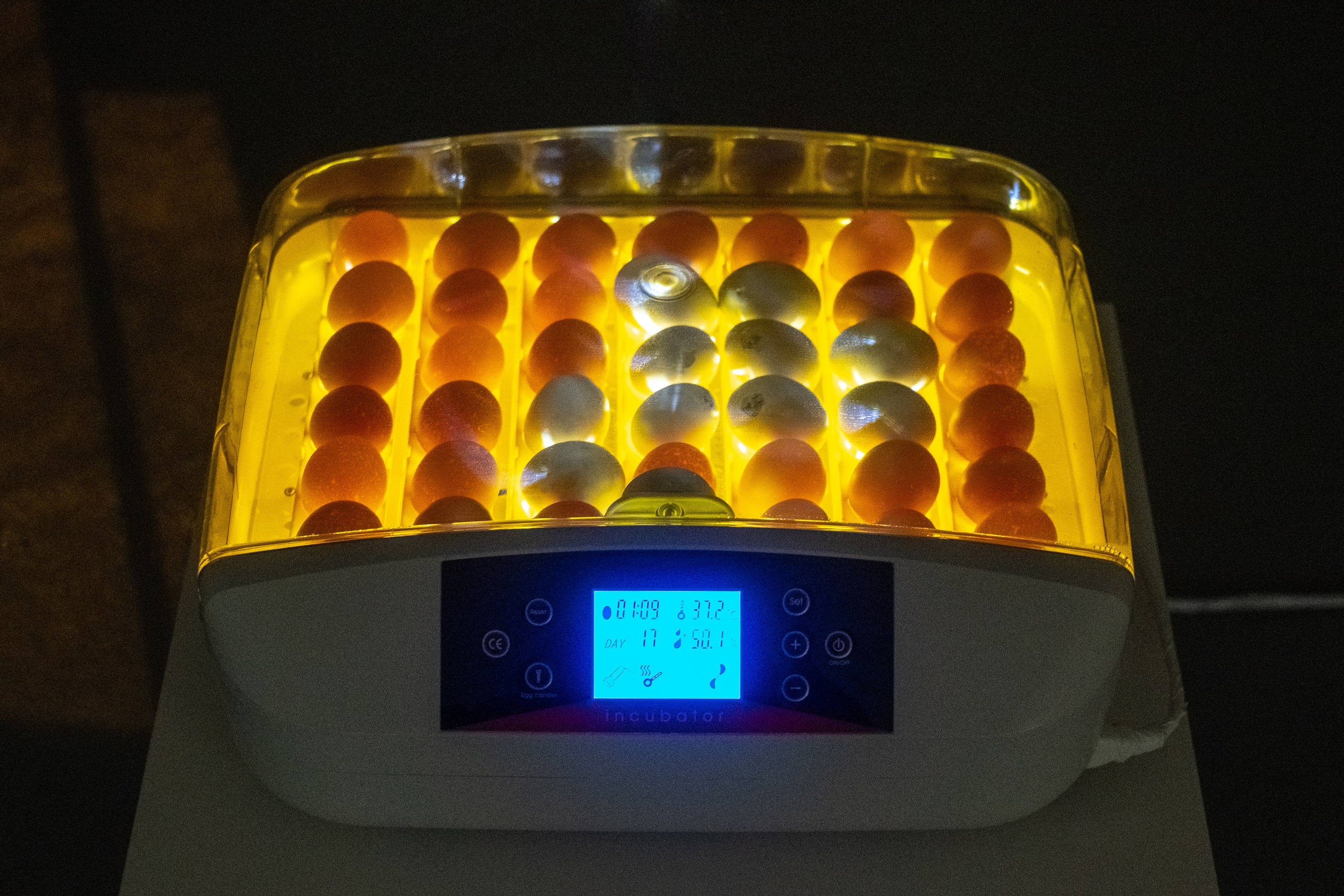 Inkubator. Maria Węsławska-Gribina