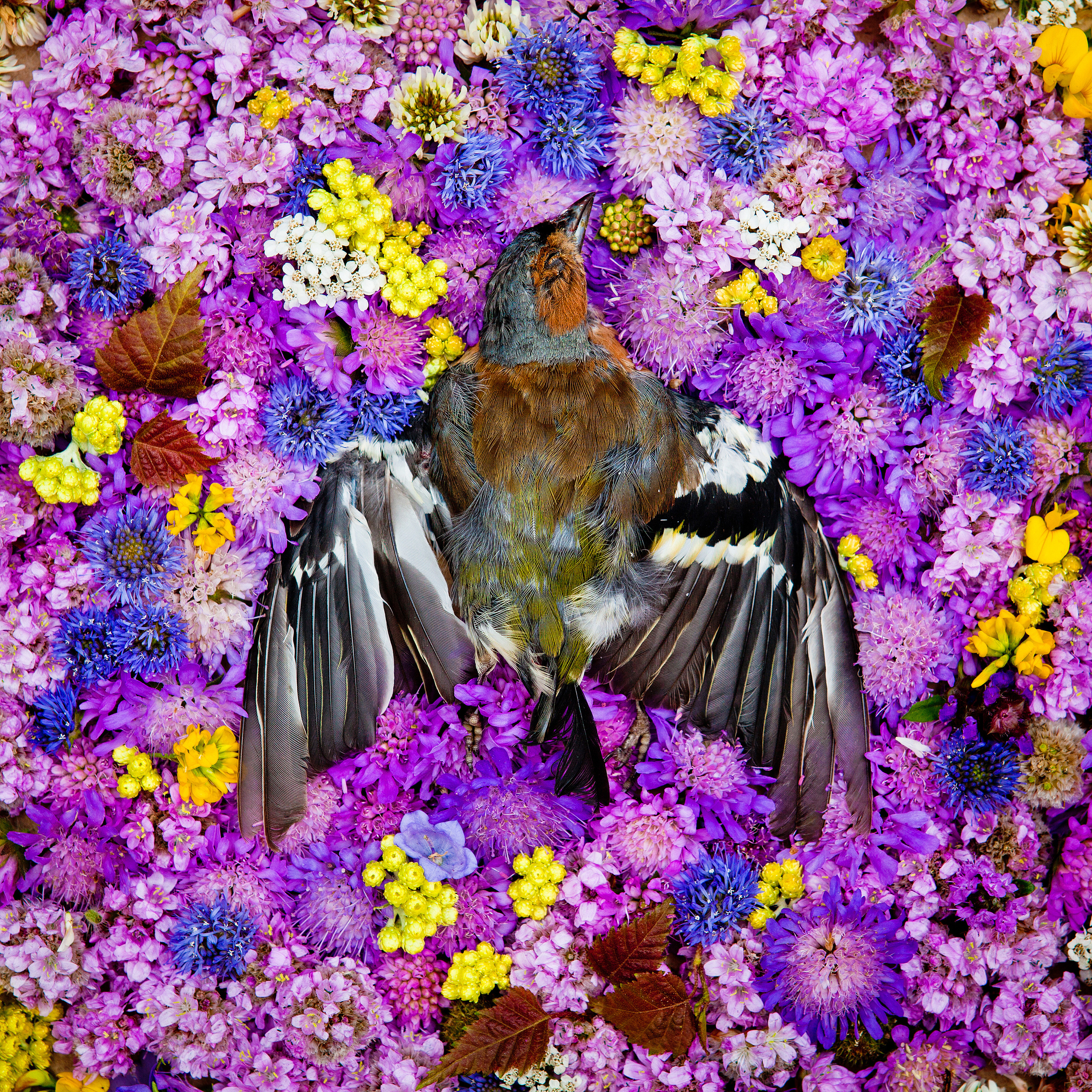 Natura Morta. Maria Węsławska-Gribina