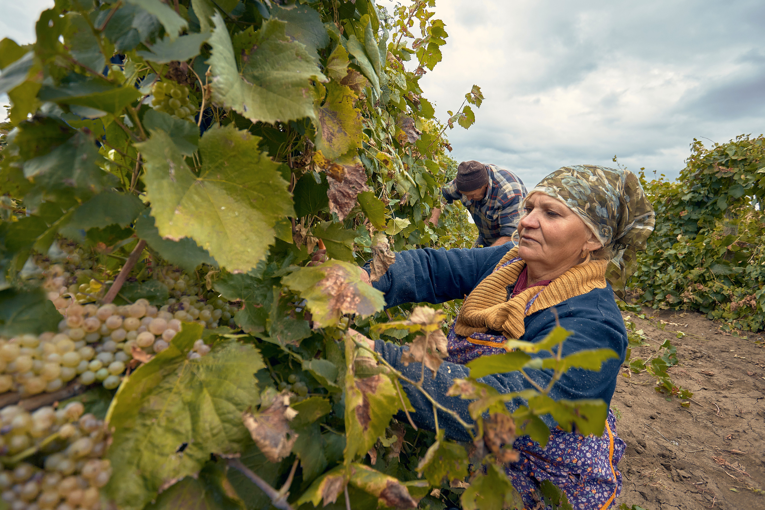 Съёмка для Одесского завода классических вин