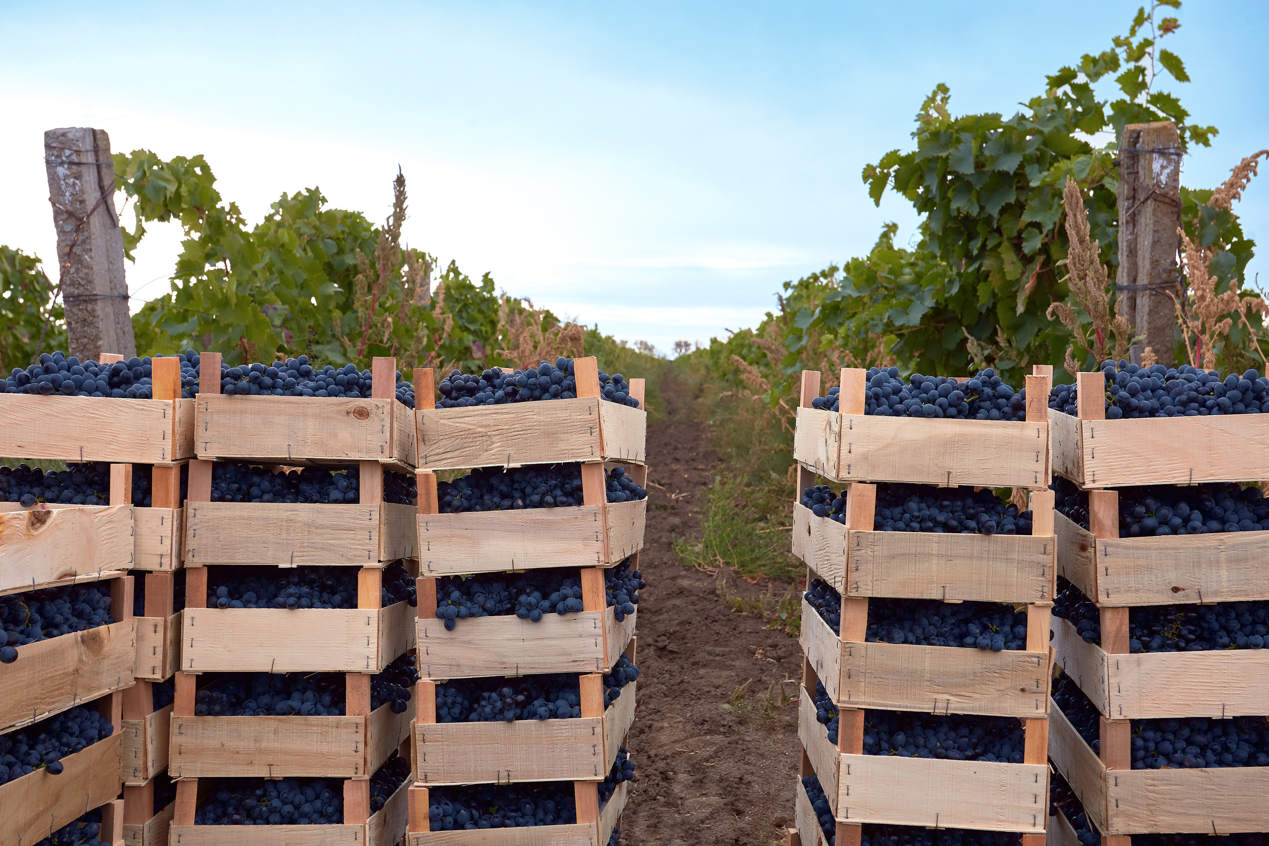 Съёмка для Одесского завода классических вин