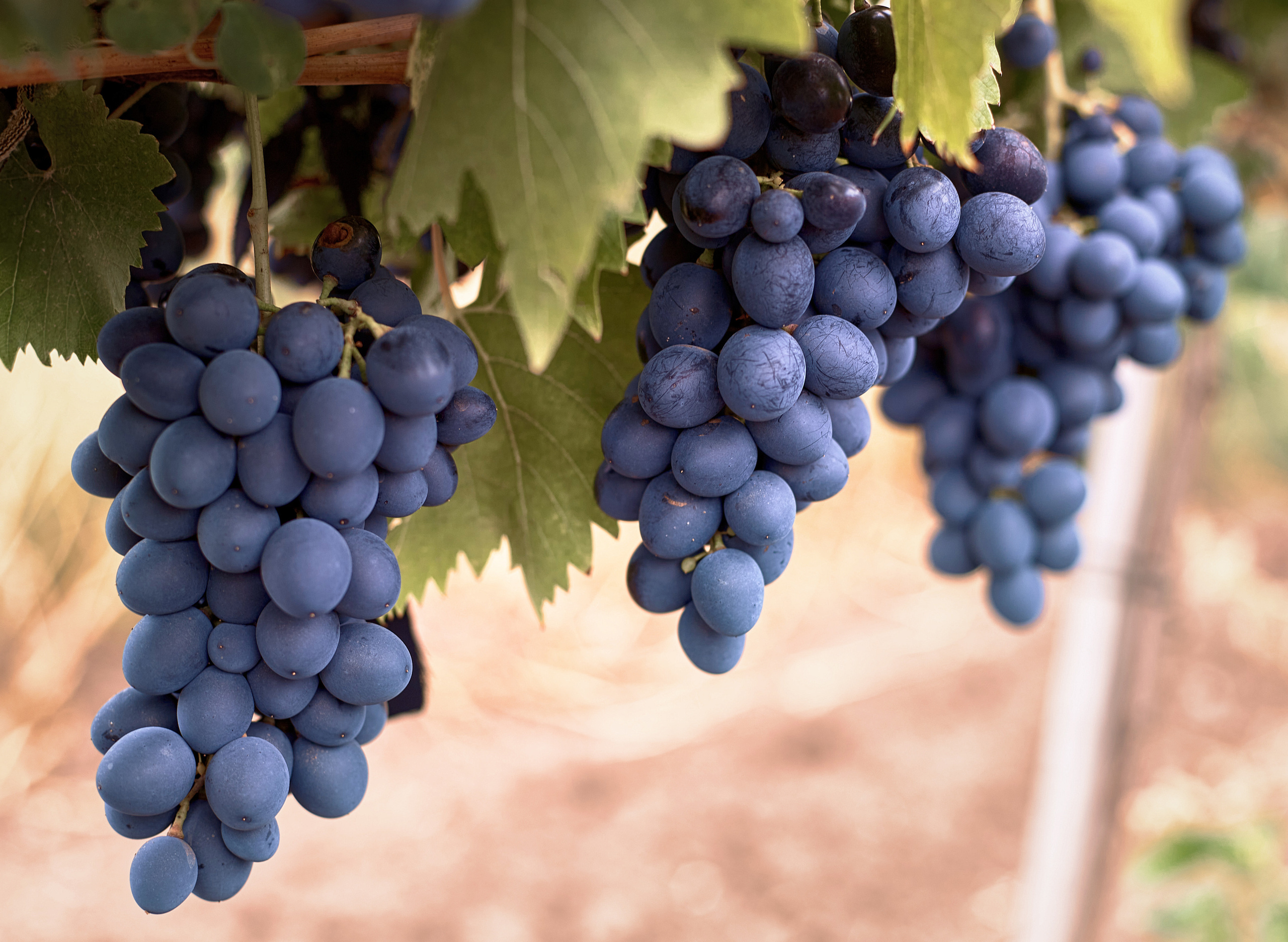 Съёмка для Одесского завода классических вин