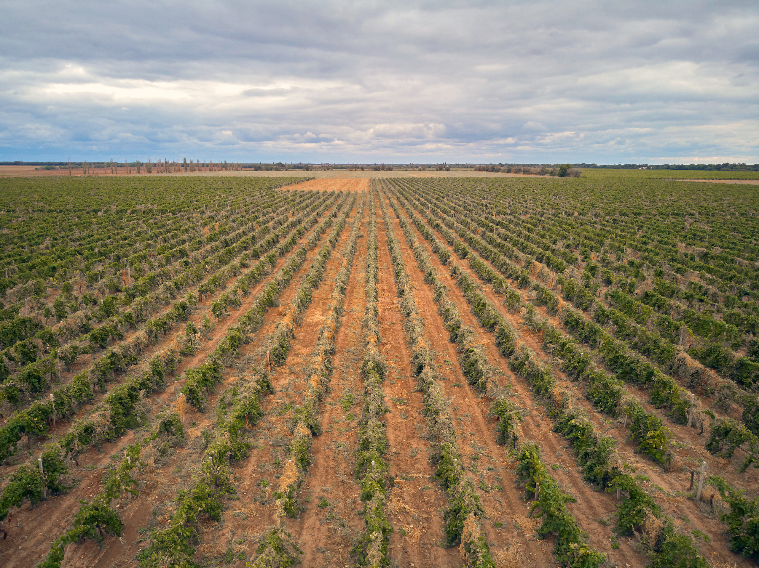 Съёмка для Одесского завода классических вин