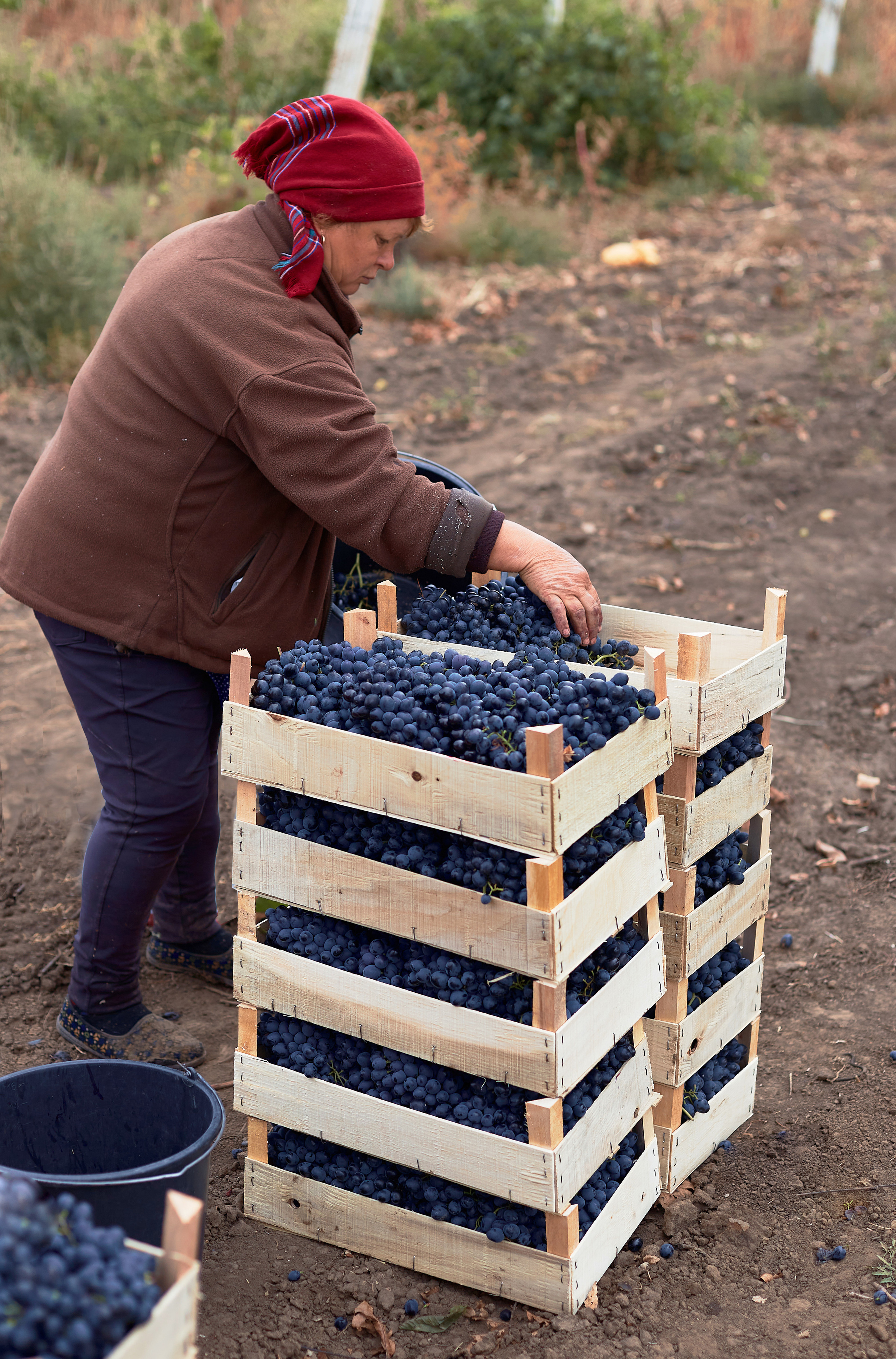 Съёмка для Одесского завода классических вин