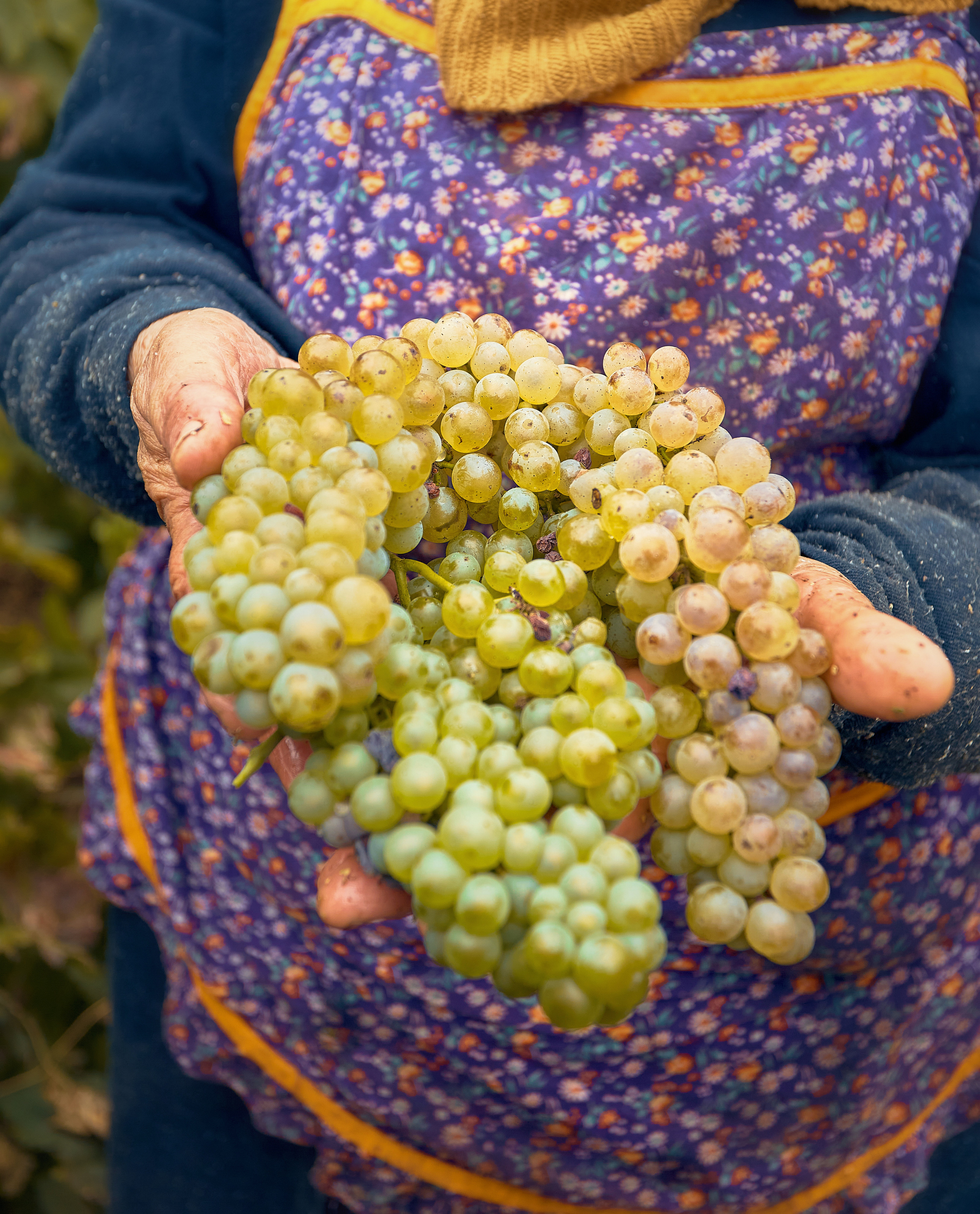 Съёмка для Одесского завода классических вин