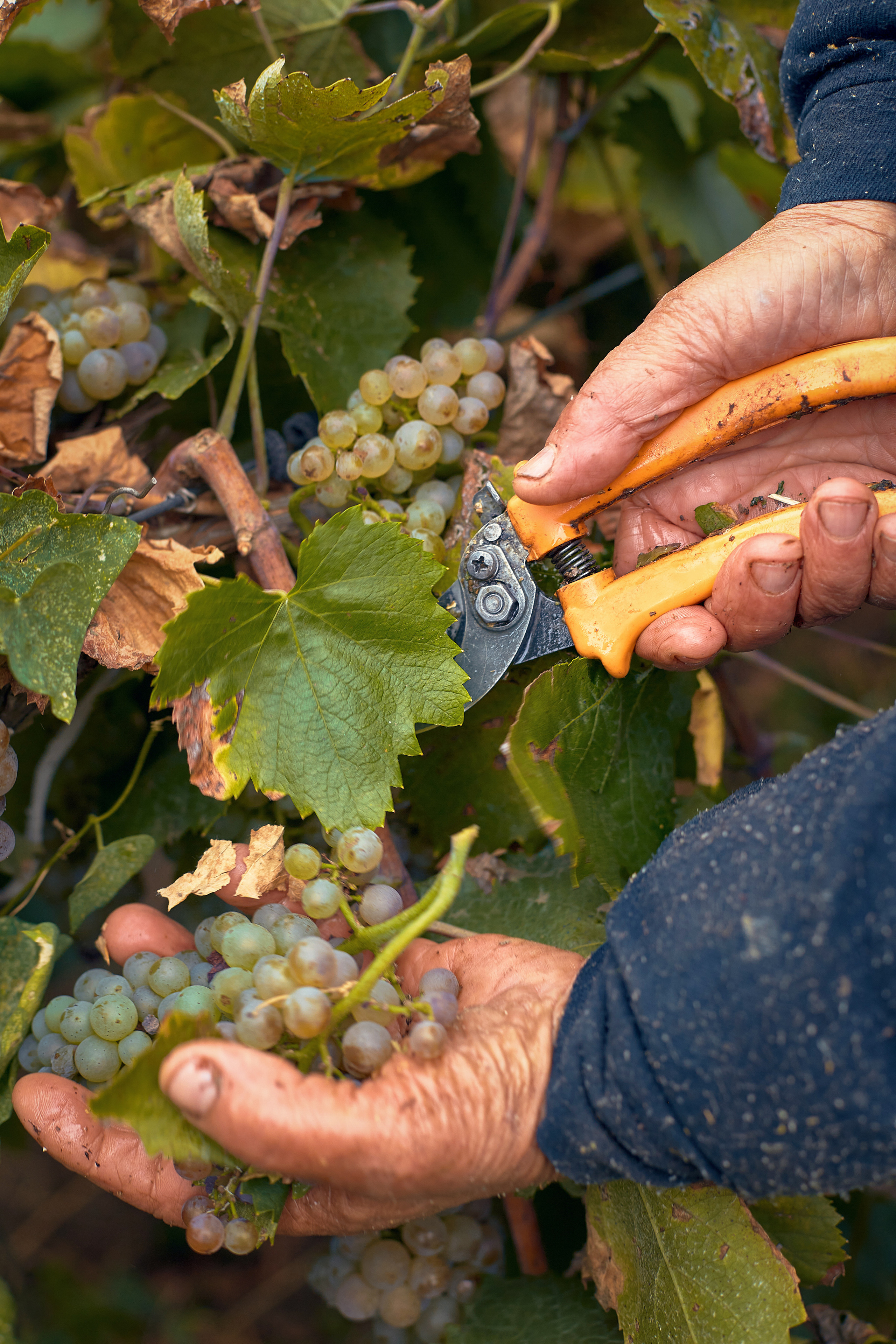 Съёмка для Одесского завода классических вин