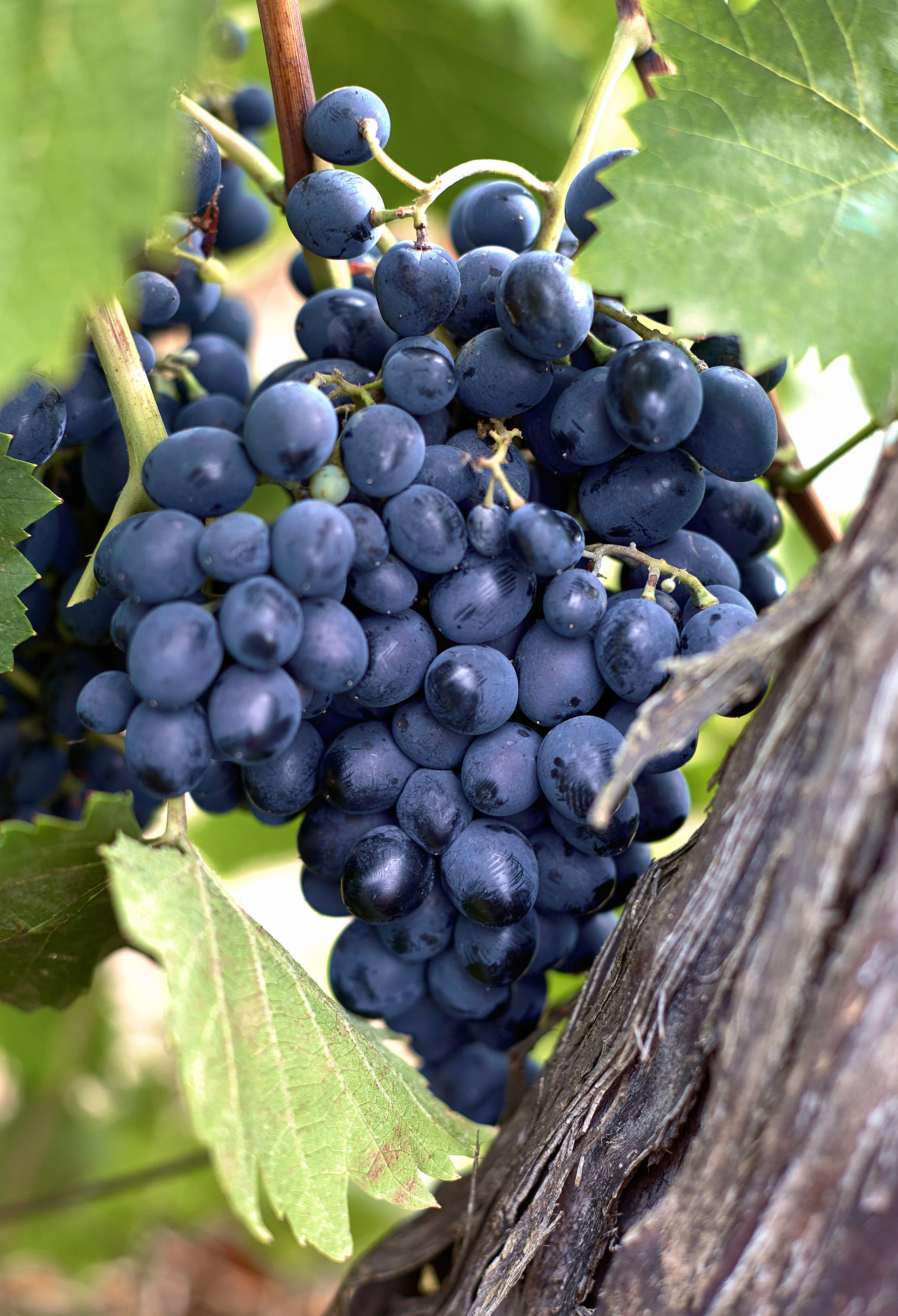 Съёмка для Одесского завода классических вин