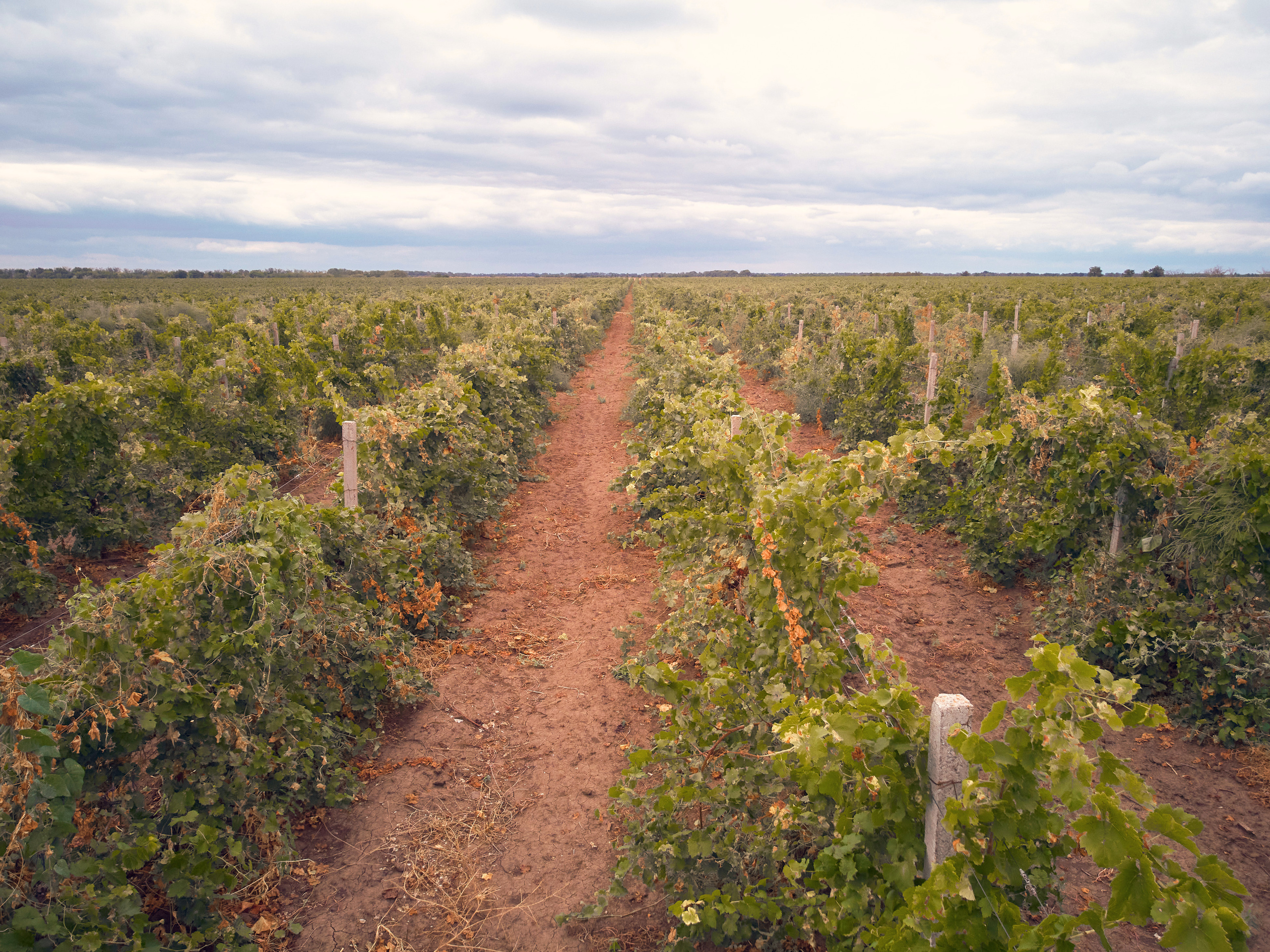 Съёмка для Одесского завода классических вин