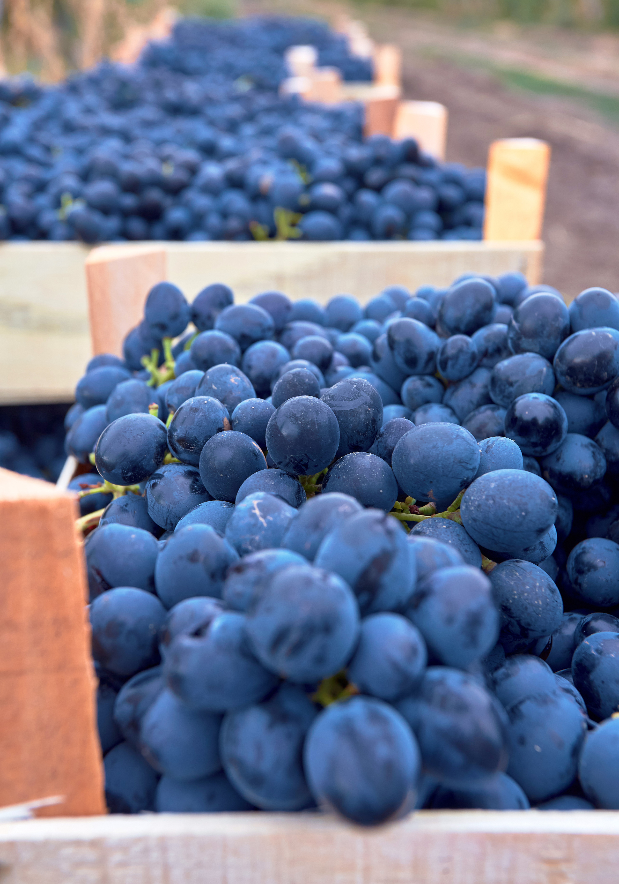 Съёмка для Одесского завода классических вин