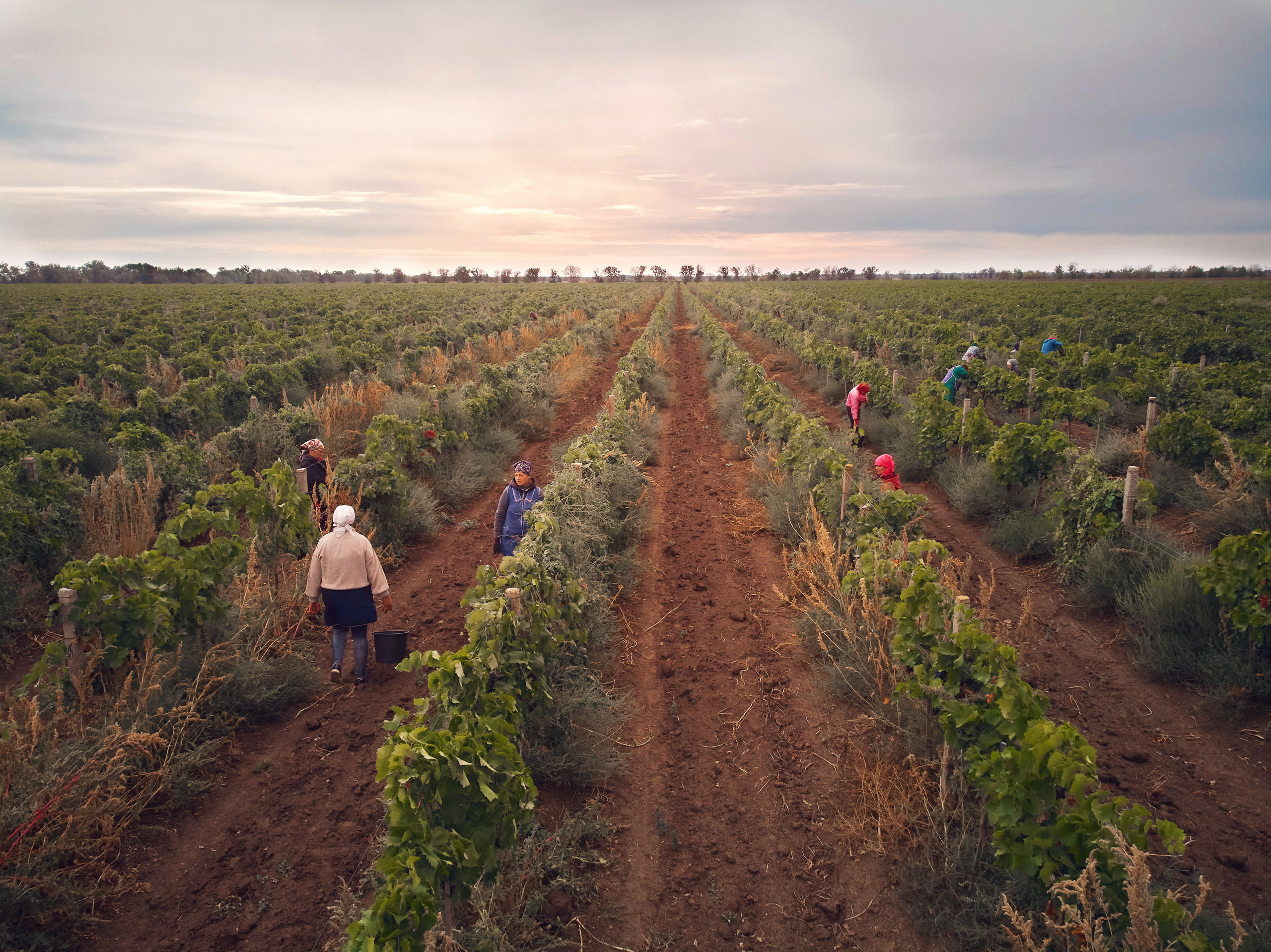 Съёмка для Одесского завода классических вин