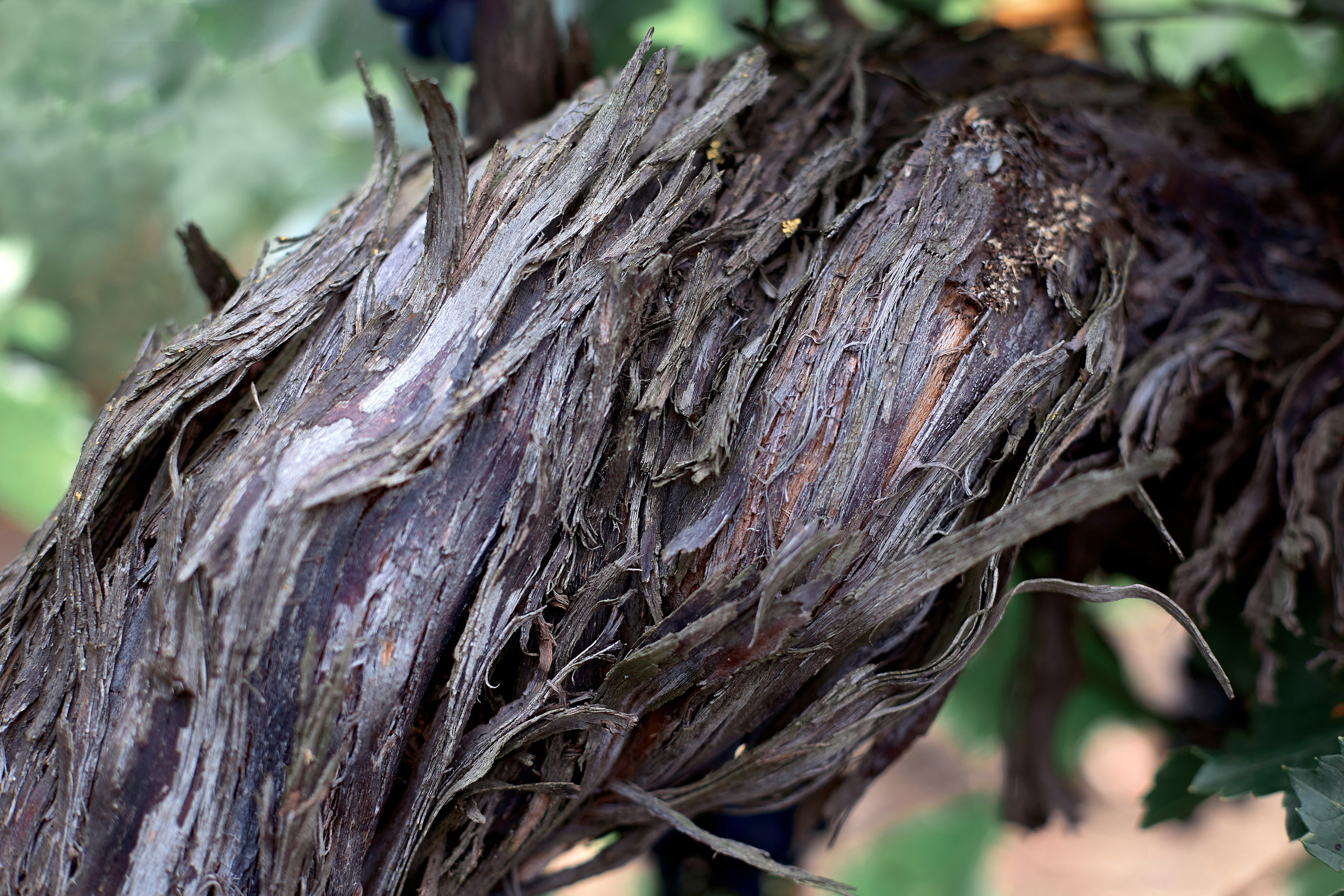 Съёмка для Одесского завода классических вин