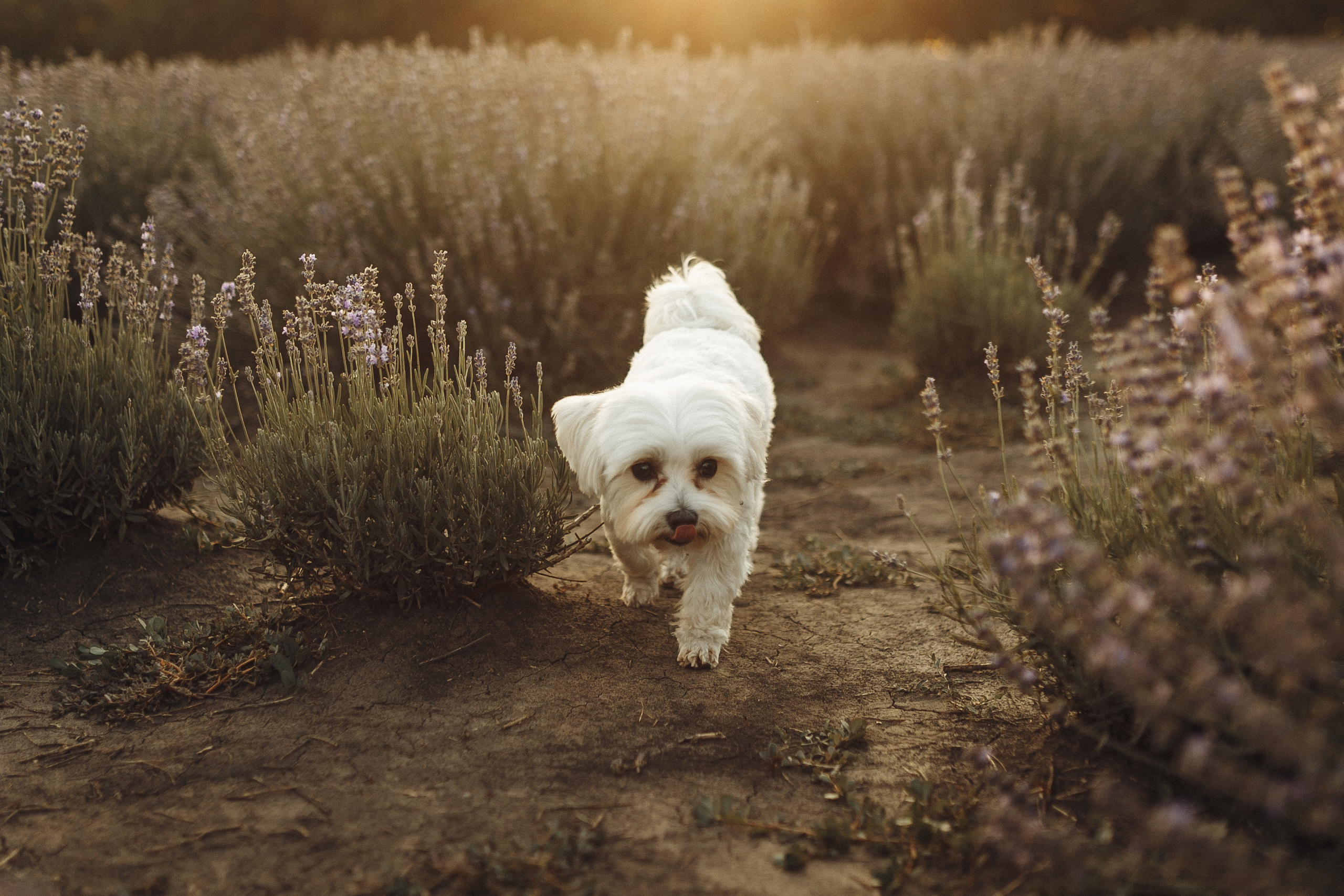 Tatiana & Sergiu. Wedding photographer