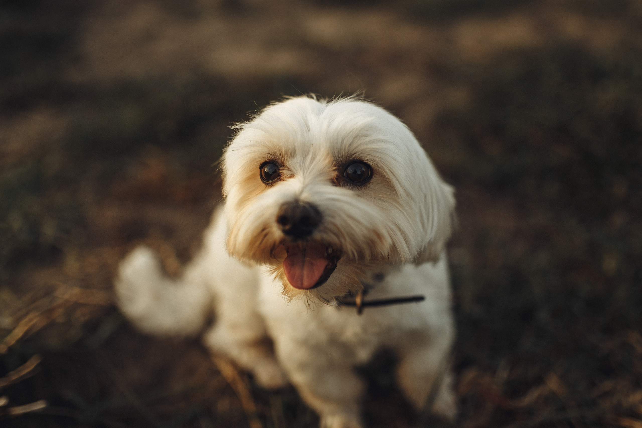 Tatiana & Sergiu. Wedding photographer