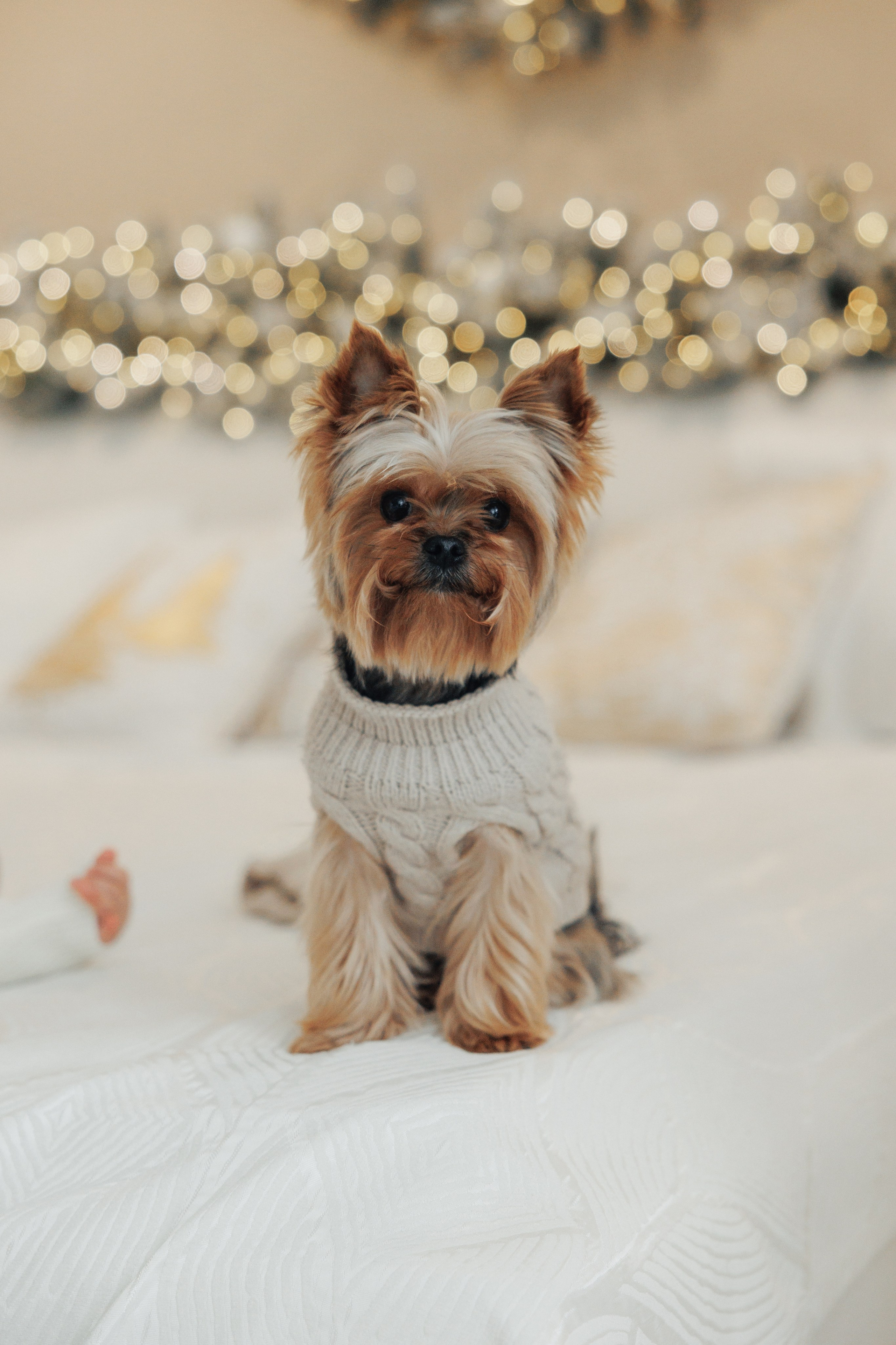 Lea Christmas. Wedding photographer