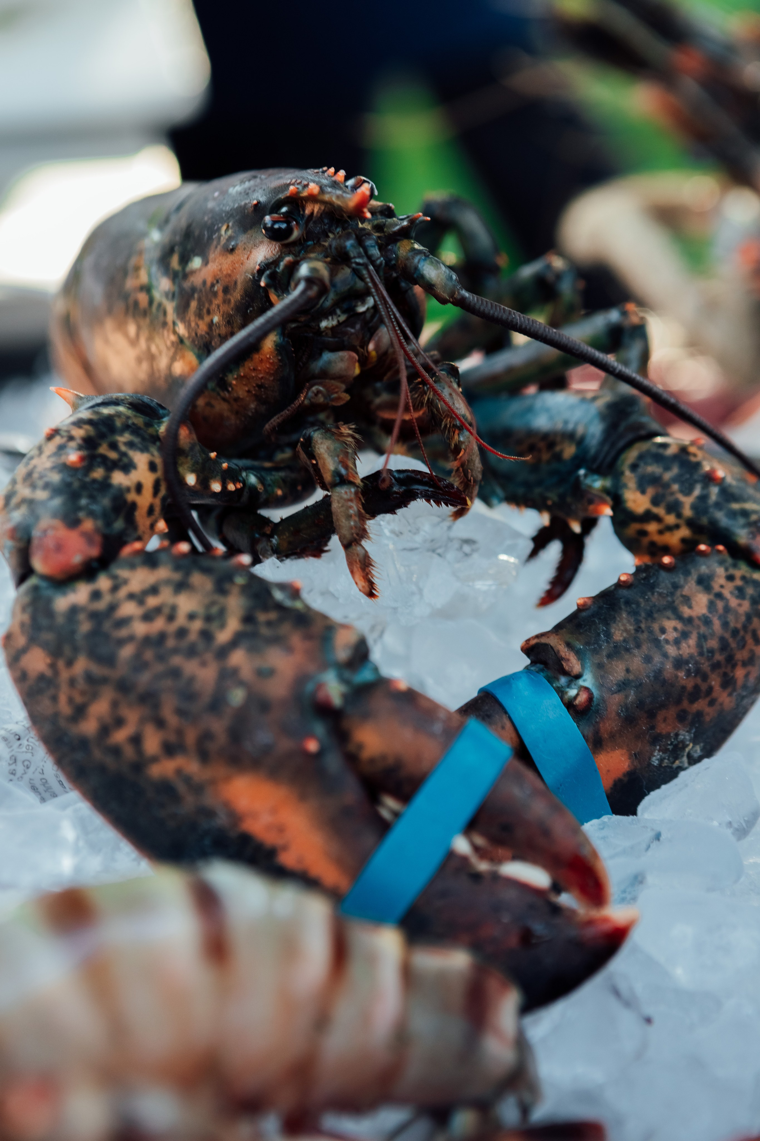 MoonActive. Fotograf Warszawa Brwinów Pruszków Grodzisk Piaseczno Otwock Legionowo