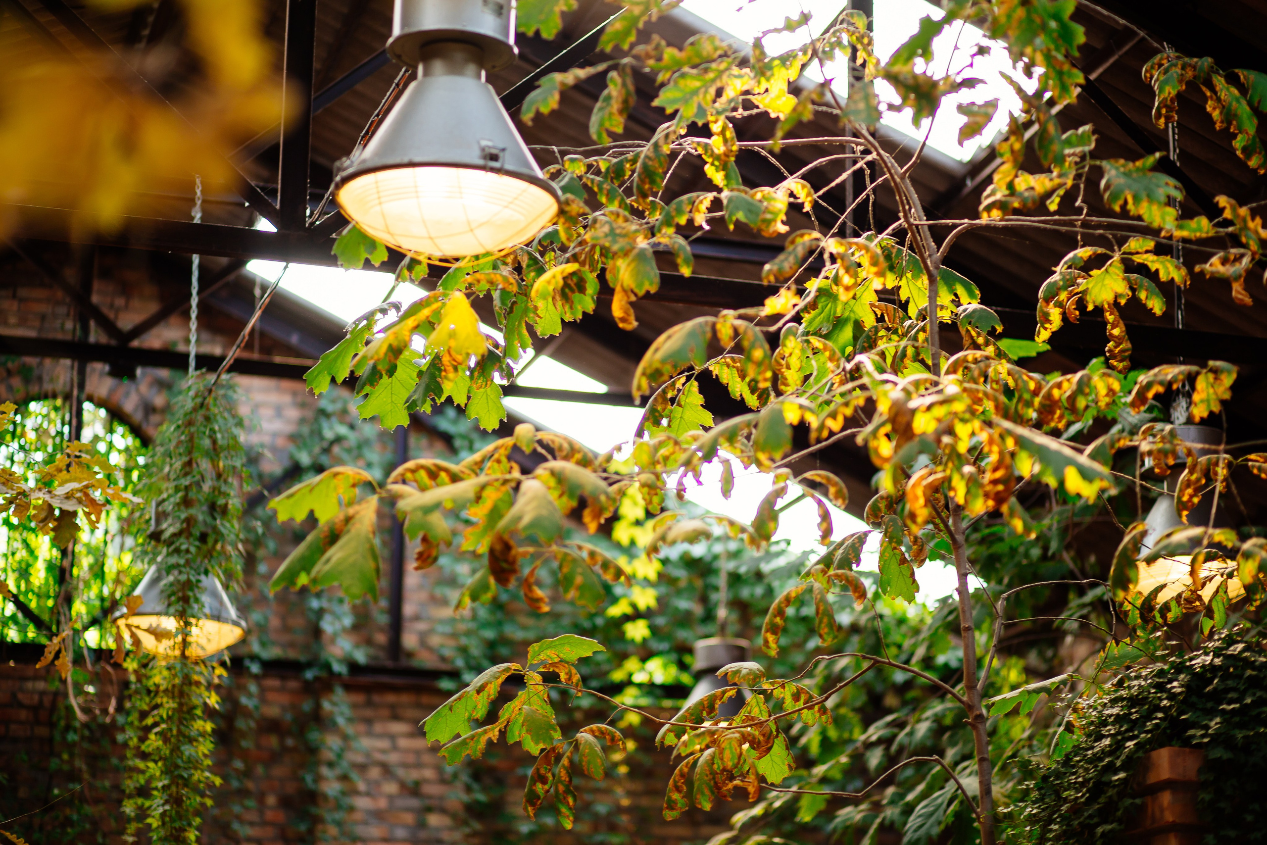 Growe. Fotograf Warszawa Brwinów Pruszków Grodzisk Piaseczno Otwock Legionowo