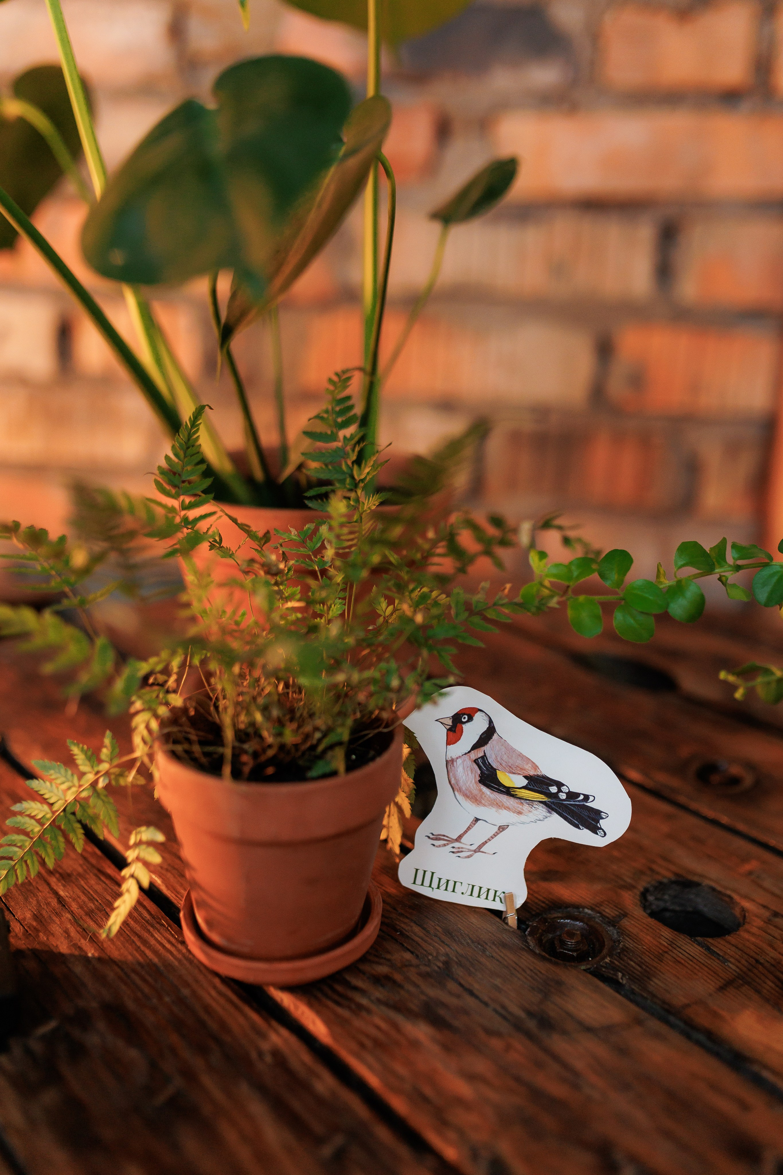 Bird. Fotograf Warszawa Brwinów Pruszków Grodzisk Piaseczno Otwock Legionowo