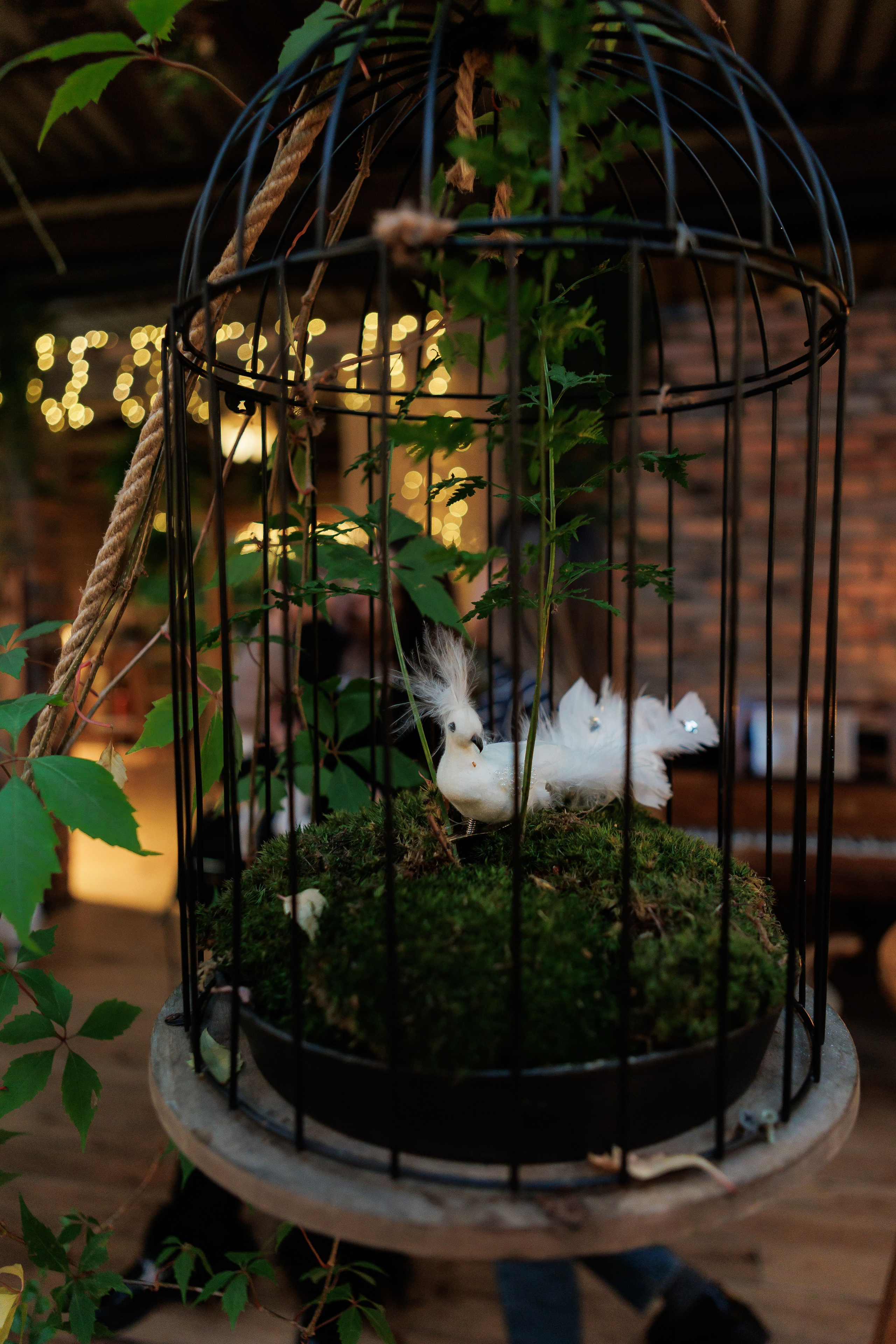 Bird. Fotograf Warszawa Brwinów Pruszków Grodzisk Piaseczno Otwock Legionowo