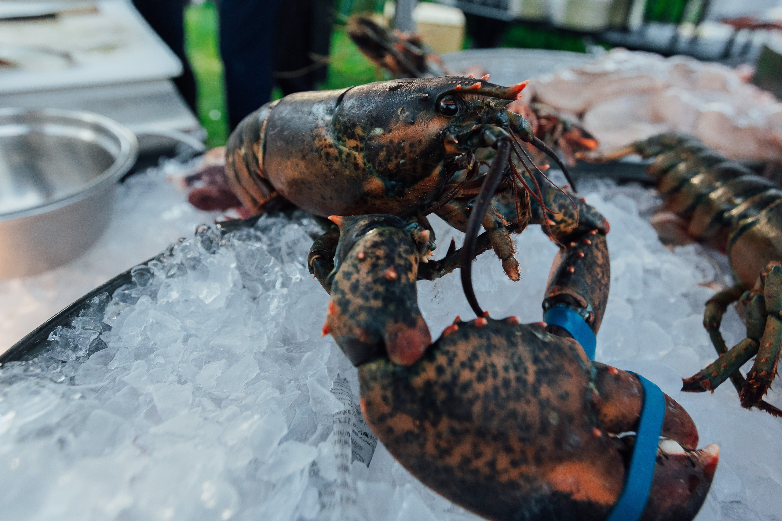 MoonActive. Fotograf Warszawa Brwinów Pruszków Grodzisk Piaseczno Otwock Legionowo