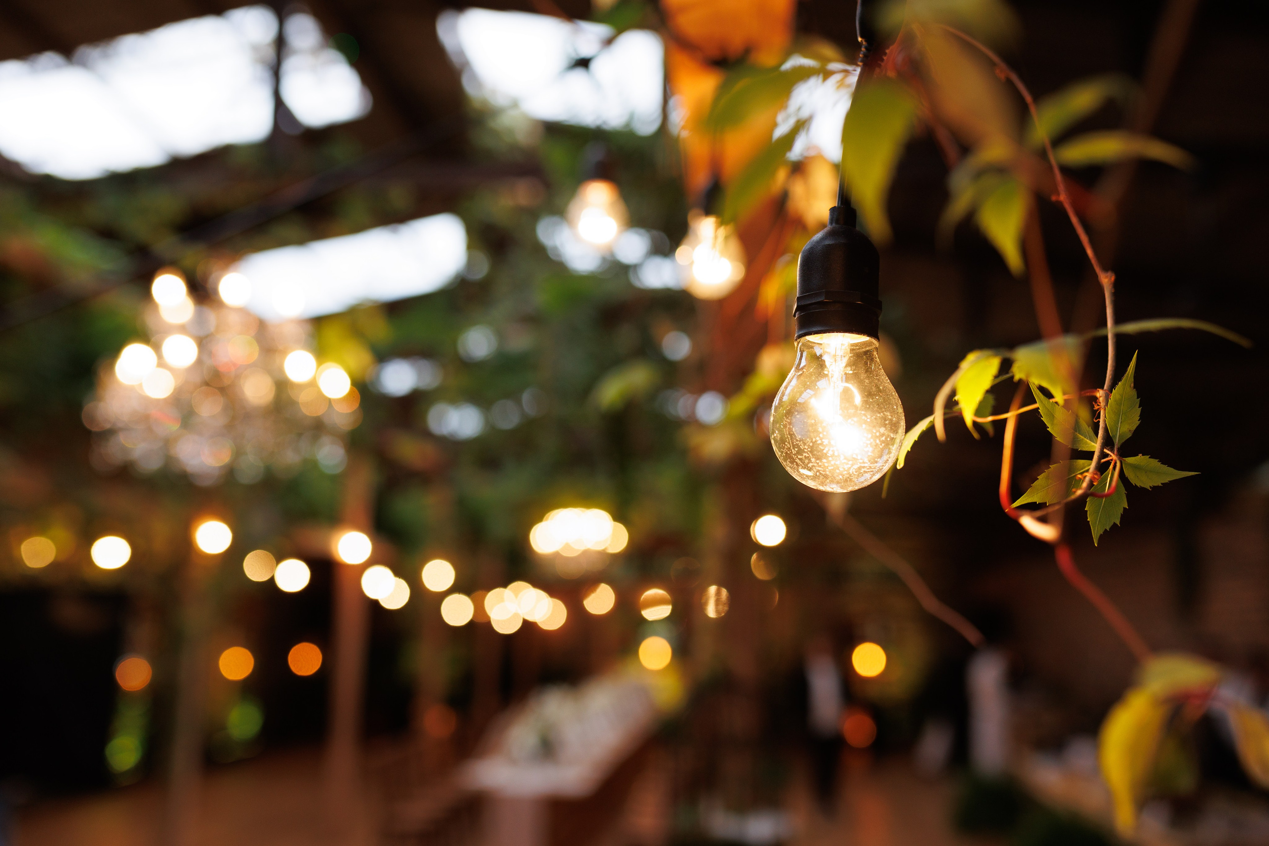 Bird. Fotograf Warszawa Brwinów Pruszków Grodzisk Piaseczno Otwock Legionowo