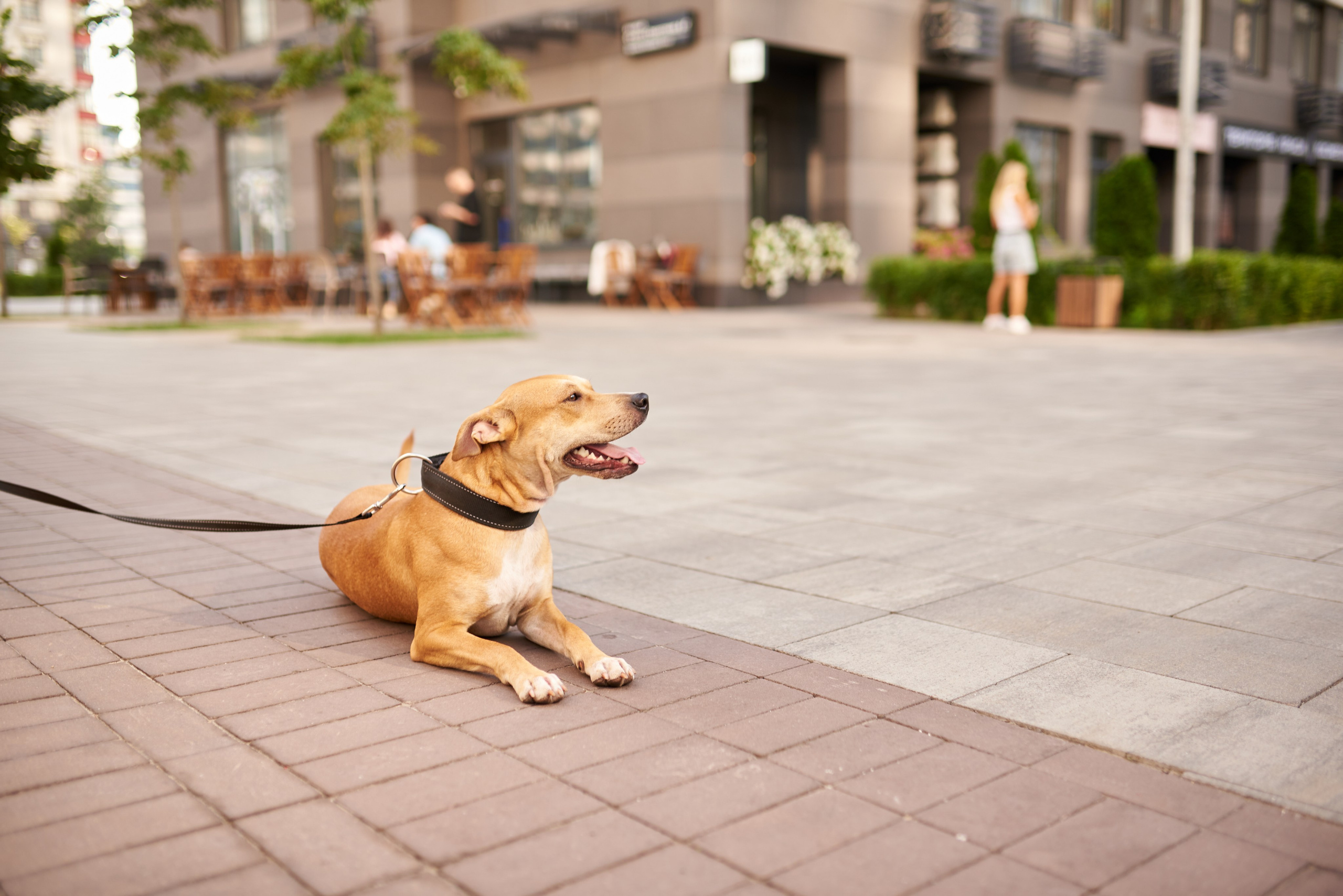 Прогулянка в дворику. Professional photographer Kiev — Pavlenko Victor