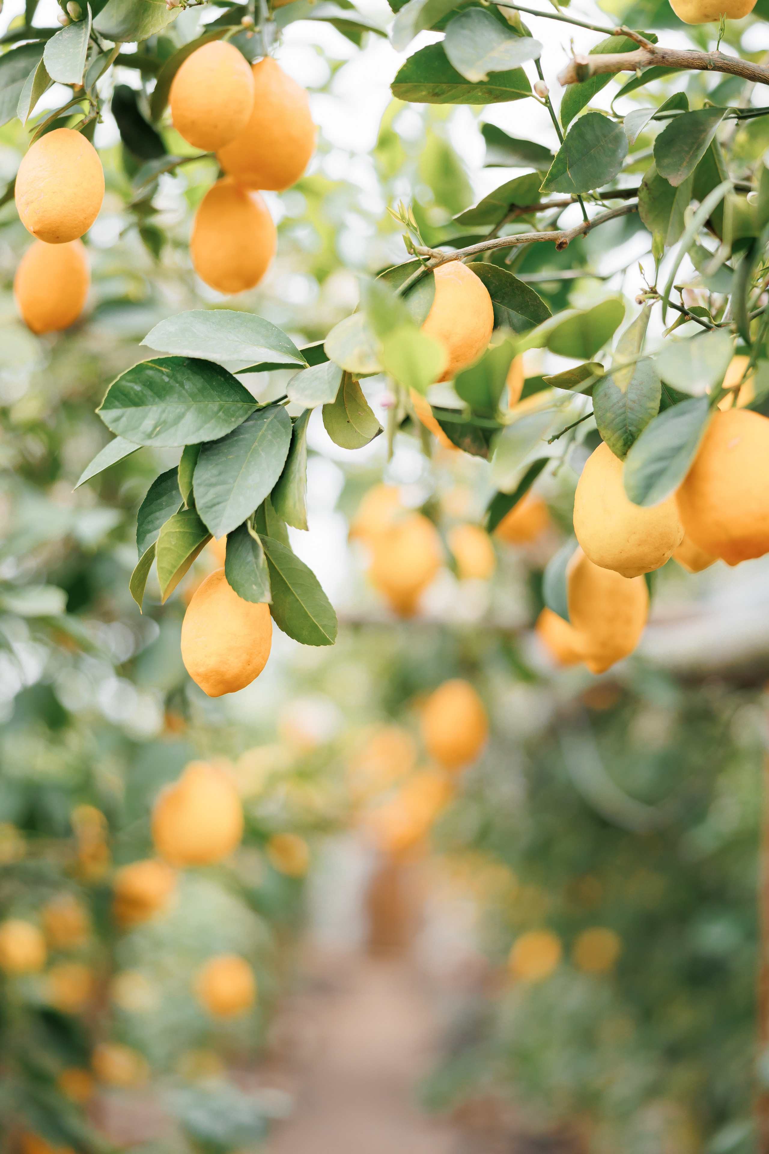 Свадебный и портретный фотограф в Запорожье Украина Elena Marshall