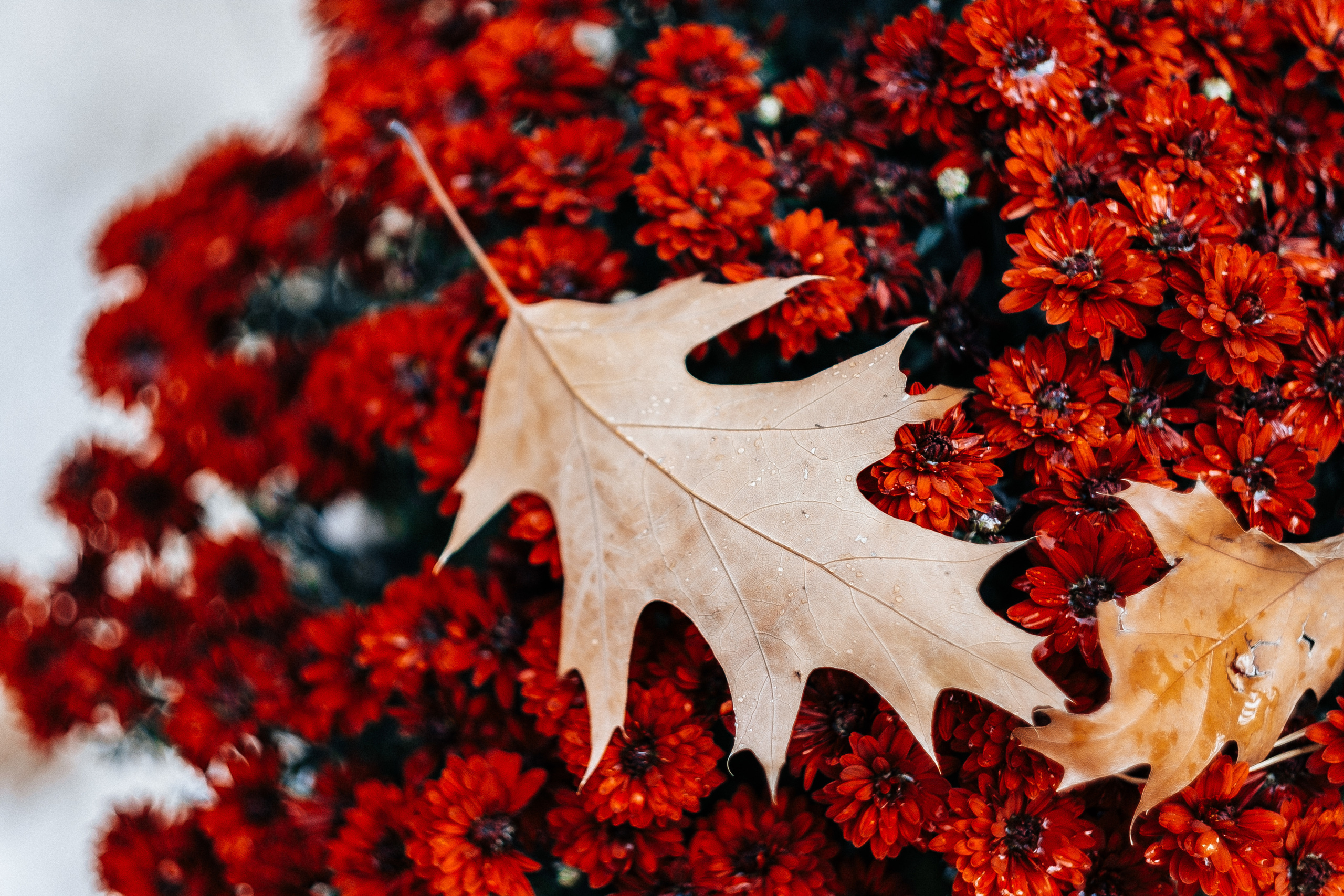 2019 19.10 WeddingStory Евгений+Юлия. Ivan Skufinsky — wedding and family photographer in Vancouver