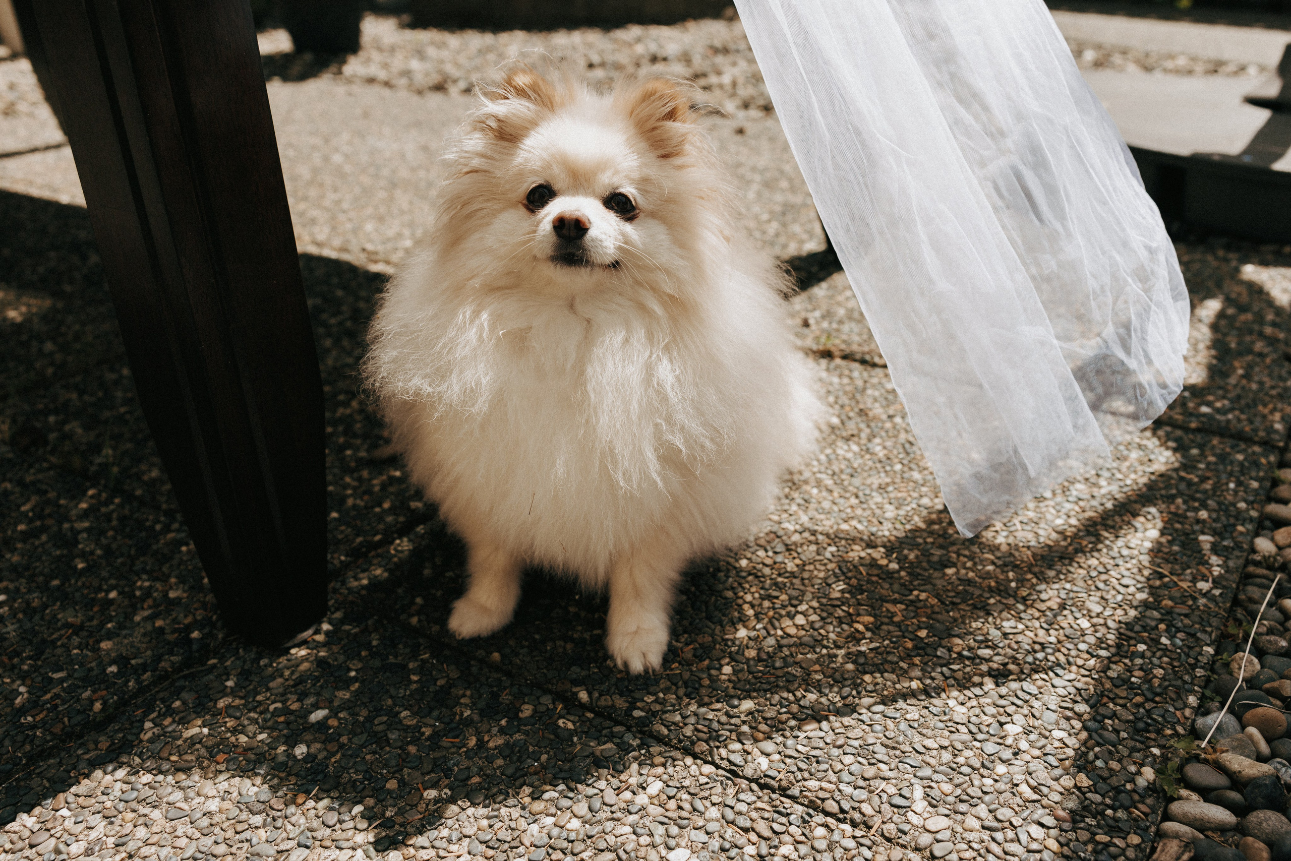 Michael & Caitlyn. Ivan Skufinsky — wedding and family photographer in Vancouver