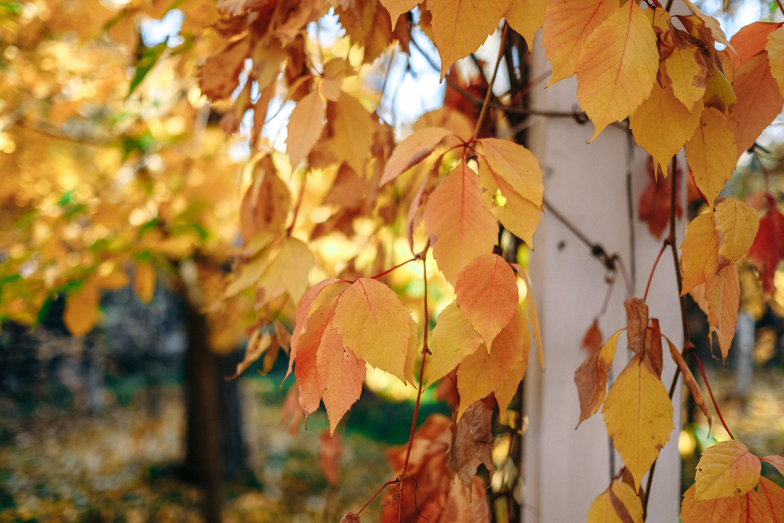 2019 19.10 WeddingStory Евгений+Юлия. Ivan Skufinsky — wedding and family photographer in Vancouver