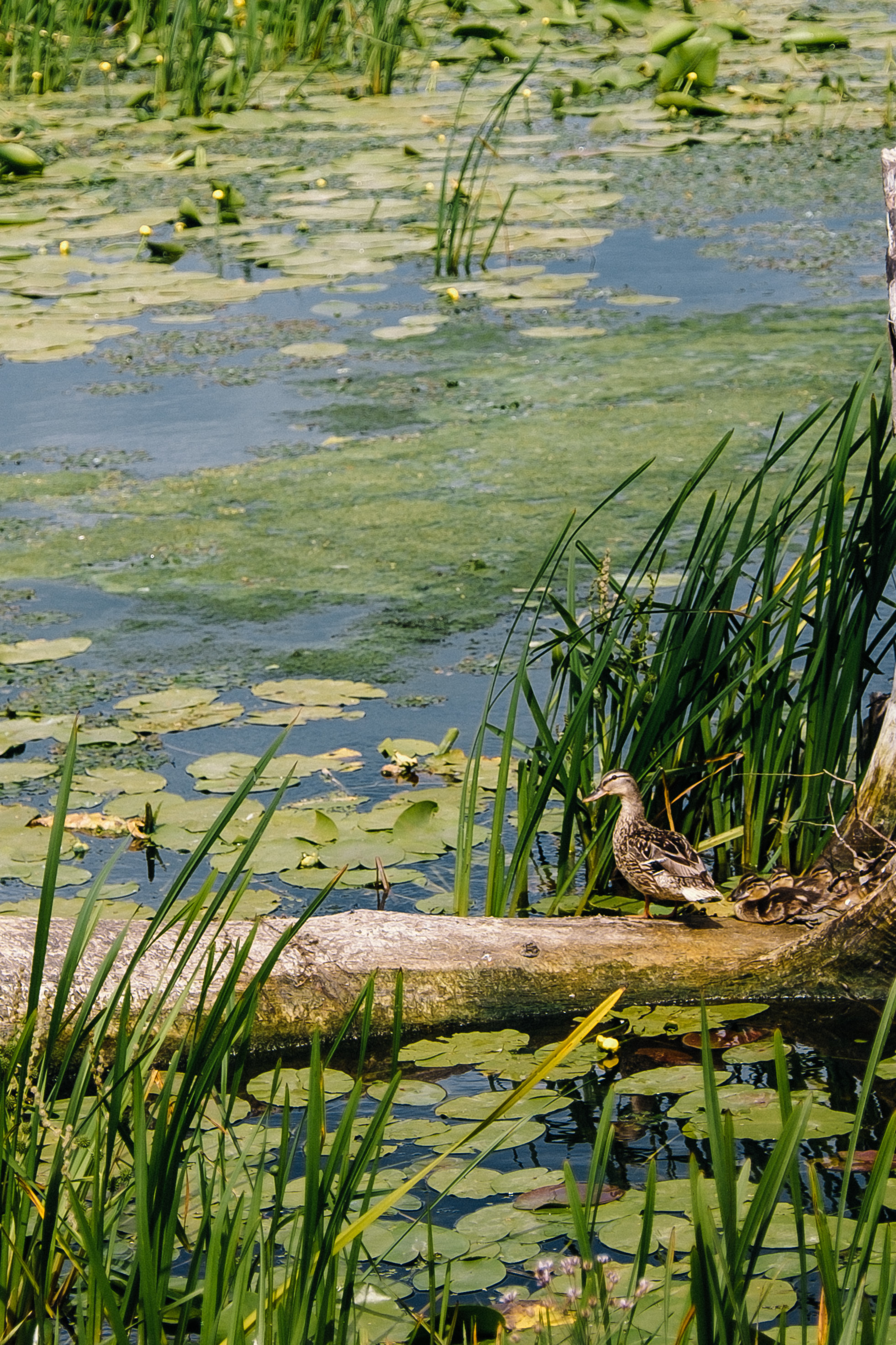 СВАДЬБА 04.07.19 Андрей+Катя. Ivan Skufinsky — wedding and family photographer in Vancouver