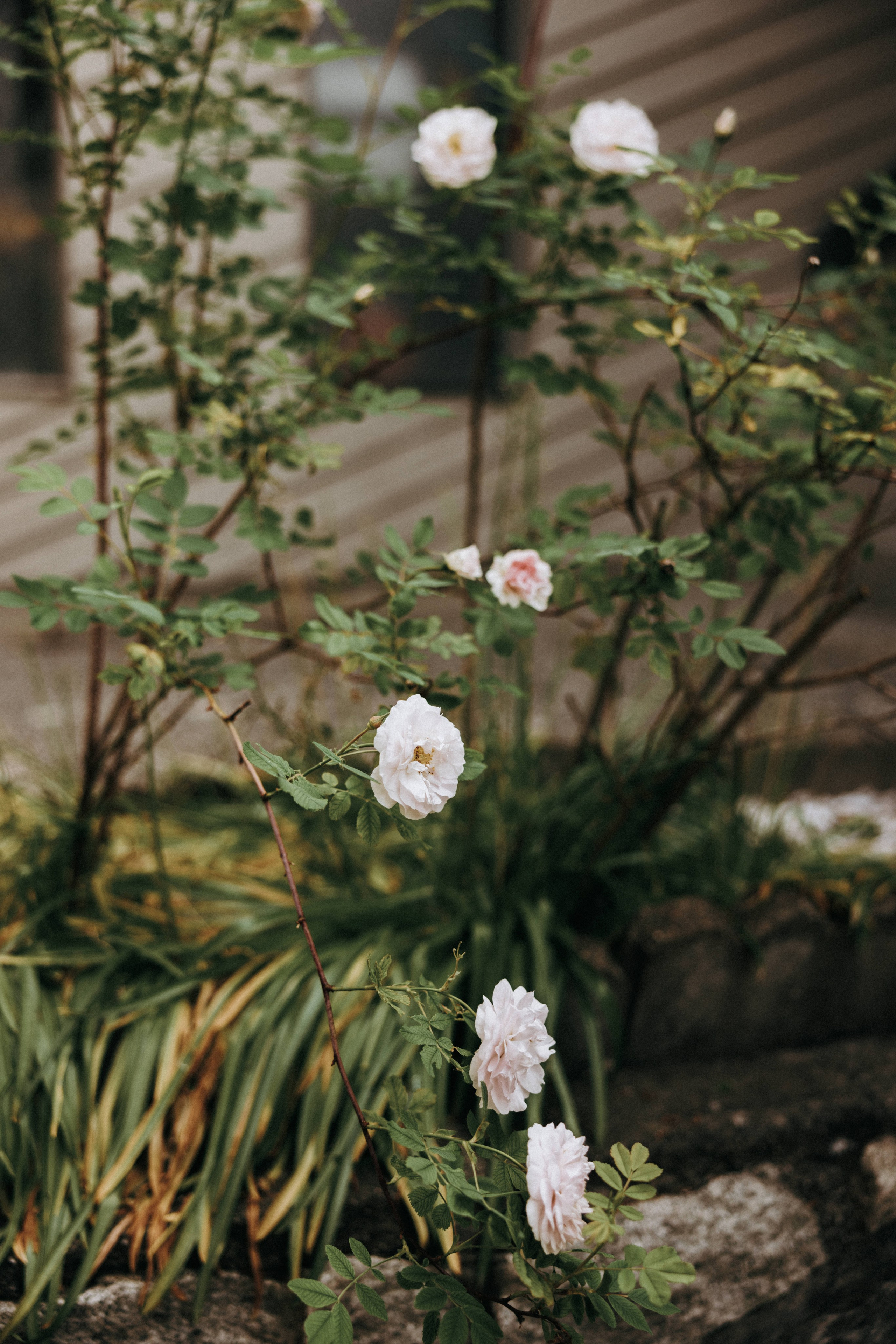 Michael & Caitlyn. Ivan Skufinsky — wedding and family photographer in Vancouver