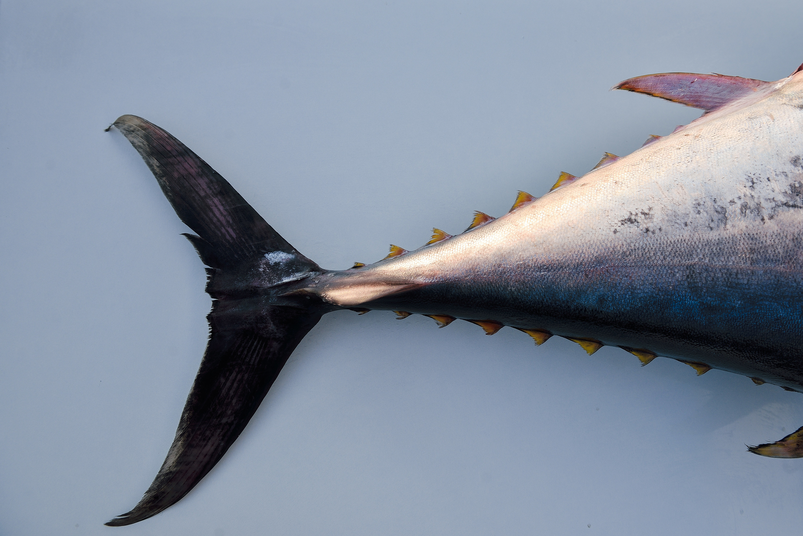 Фотограф на мероприятие. Ivan Skufinsky — wedding and family photographer in Vancouver