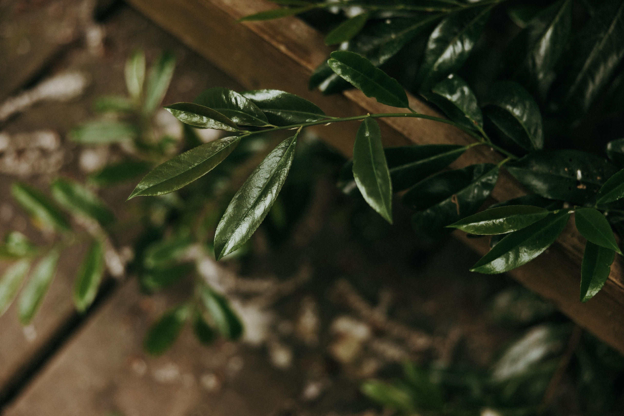 Michael & Caitlyn. Ivan Skufinsky — wedding and family photographer in Vancouver