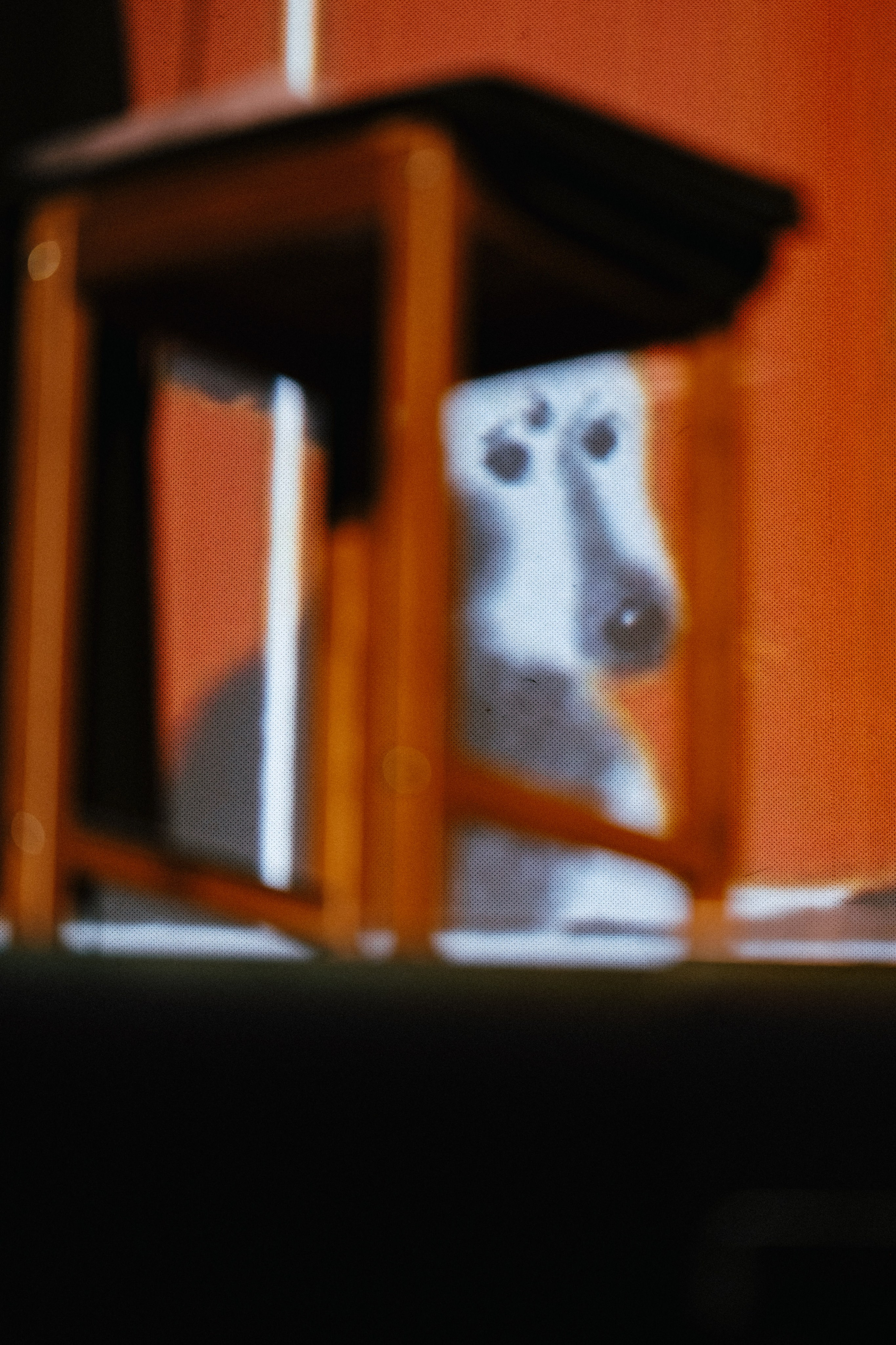 Film Premiere at Rio Theatre, Vancouver — “WAR TAILS”. Ivan Skufinsky — wedding and family photographer in Vancouver