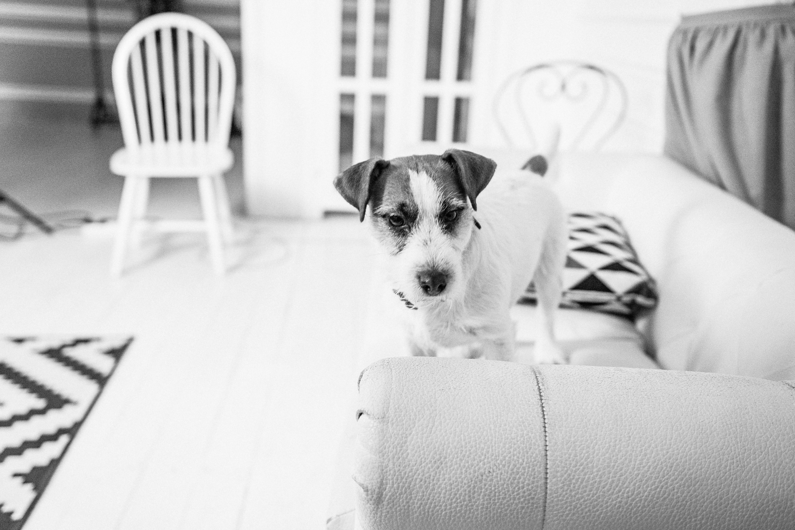 Pregnancy photo session in a photo studio with a dog. Ivan Skufinsky — wedding and family photographer in Vancouver