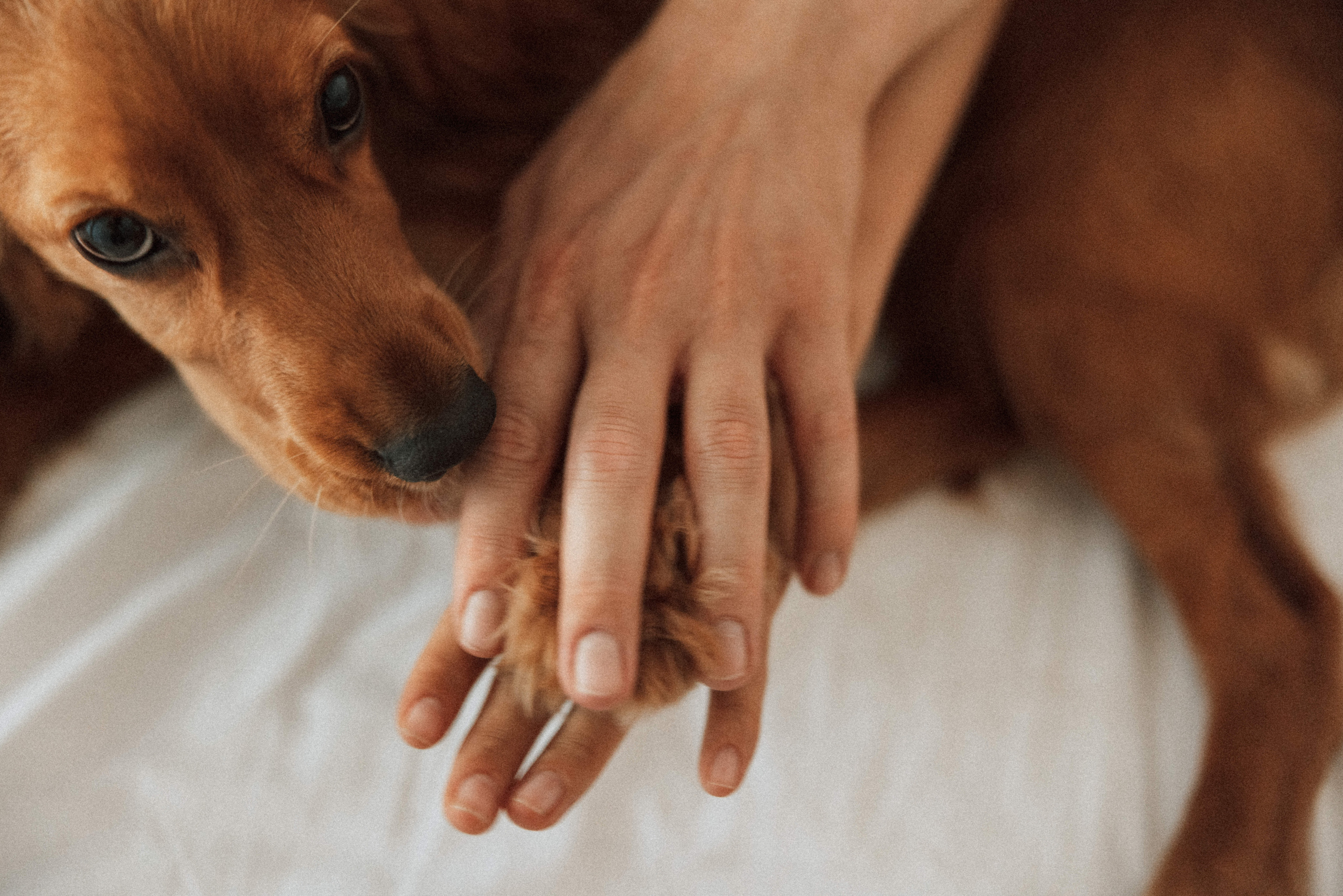 Couples love story photographer photo shoot Vancouver Burnaby Richmond. Ivan Skufinsky — wedding and family photographer in Vancouver