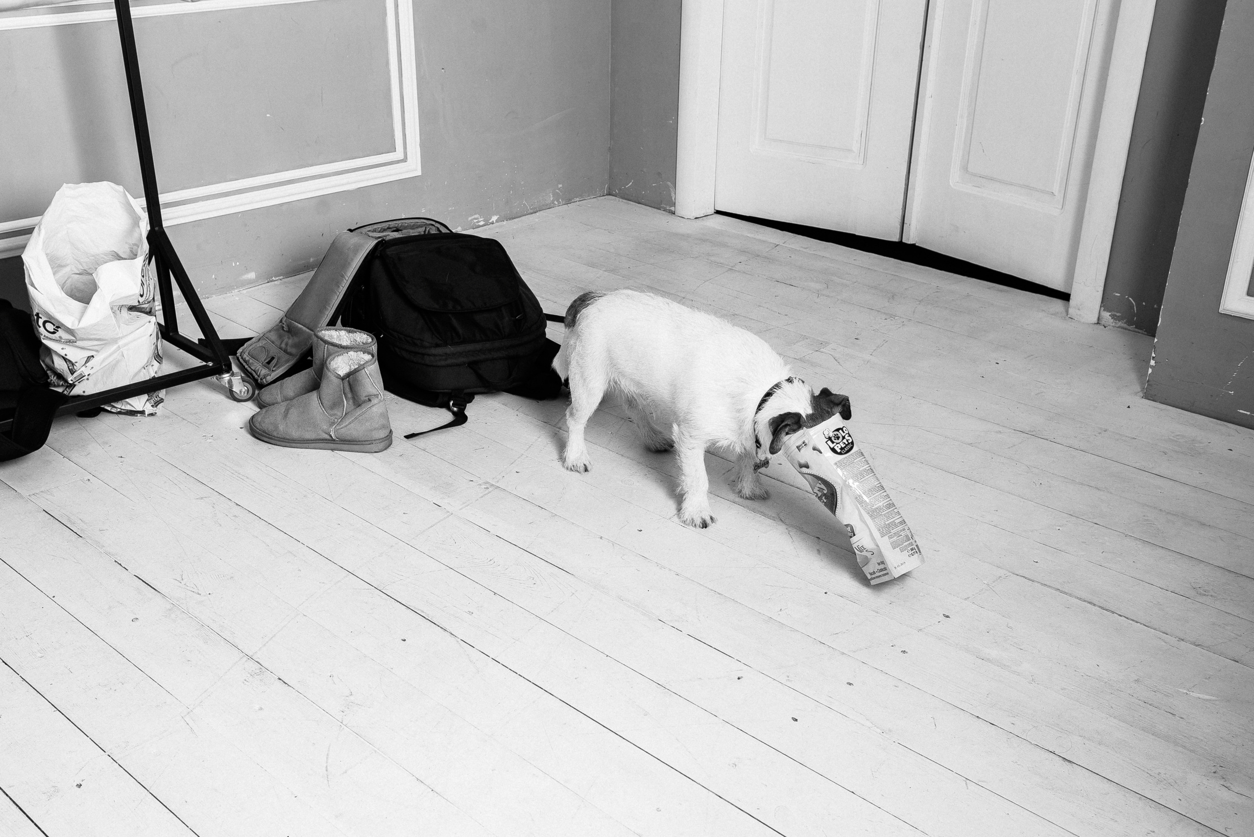 Pregnancy photo session in a photo studio with a dog. Ivan Skufinsky — wedding and family photographer in Vancouver