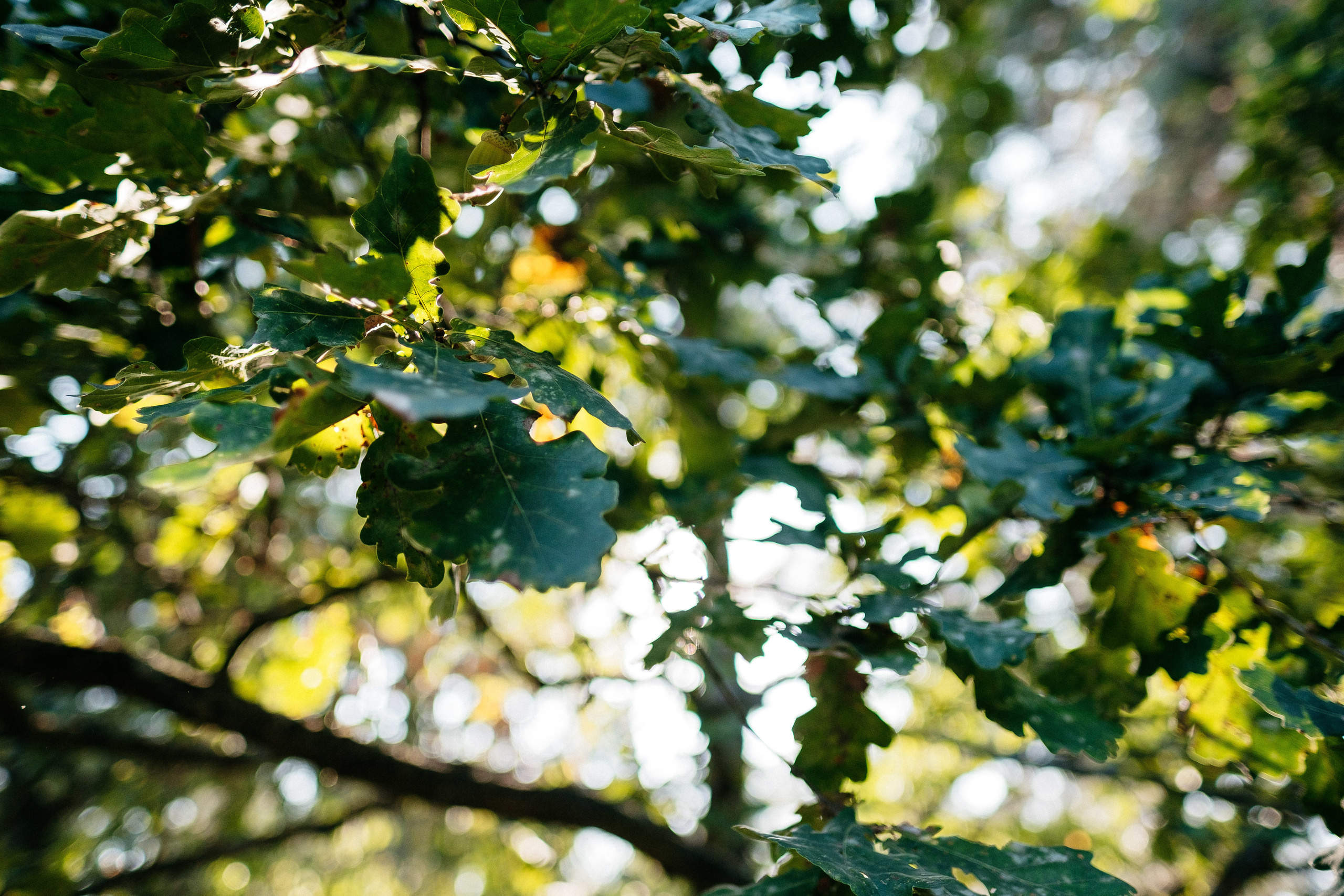 Liza is 7 years old. Ivan Skufinsky — wedding and family photographer in Vancouver