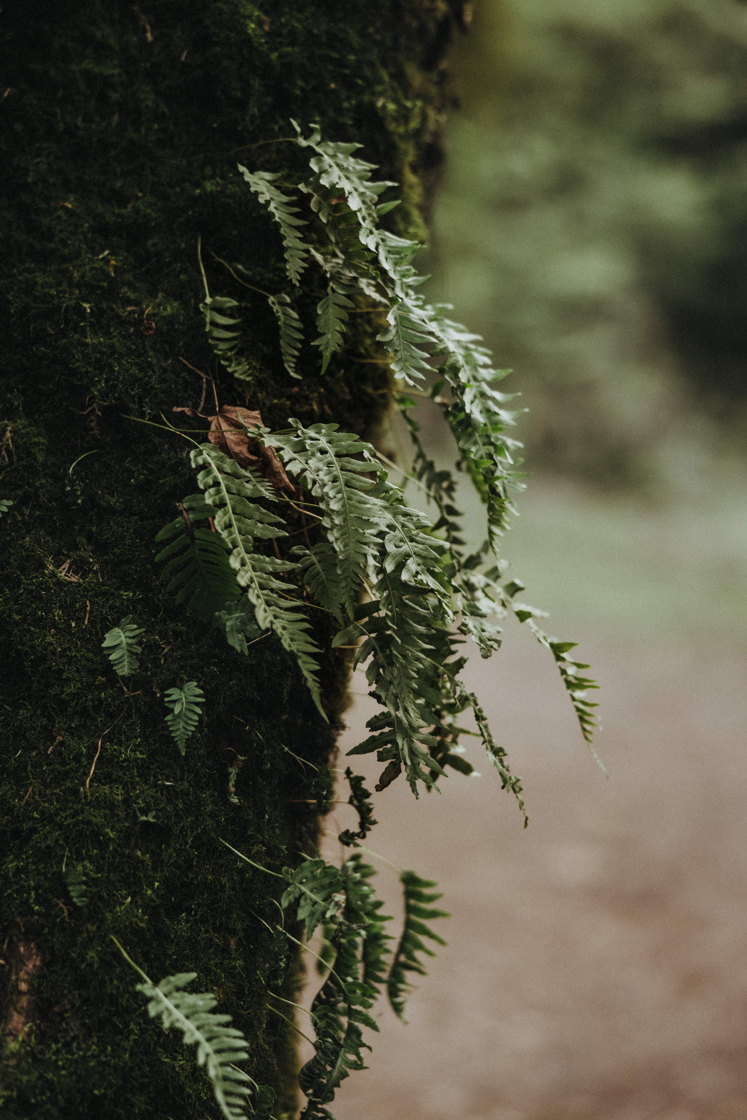 Family Photographer Vancouver, Children’s Photographer Vancouver. Ivan Skufinsky — wedding and family photographer in Vancouver