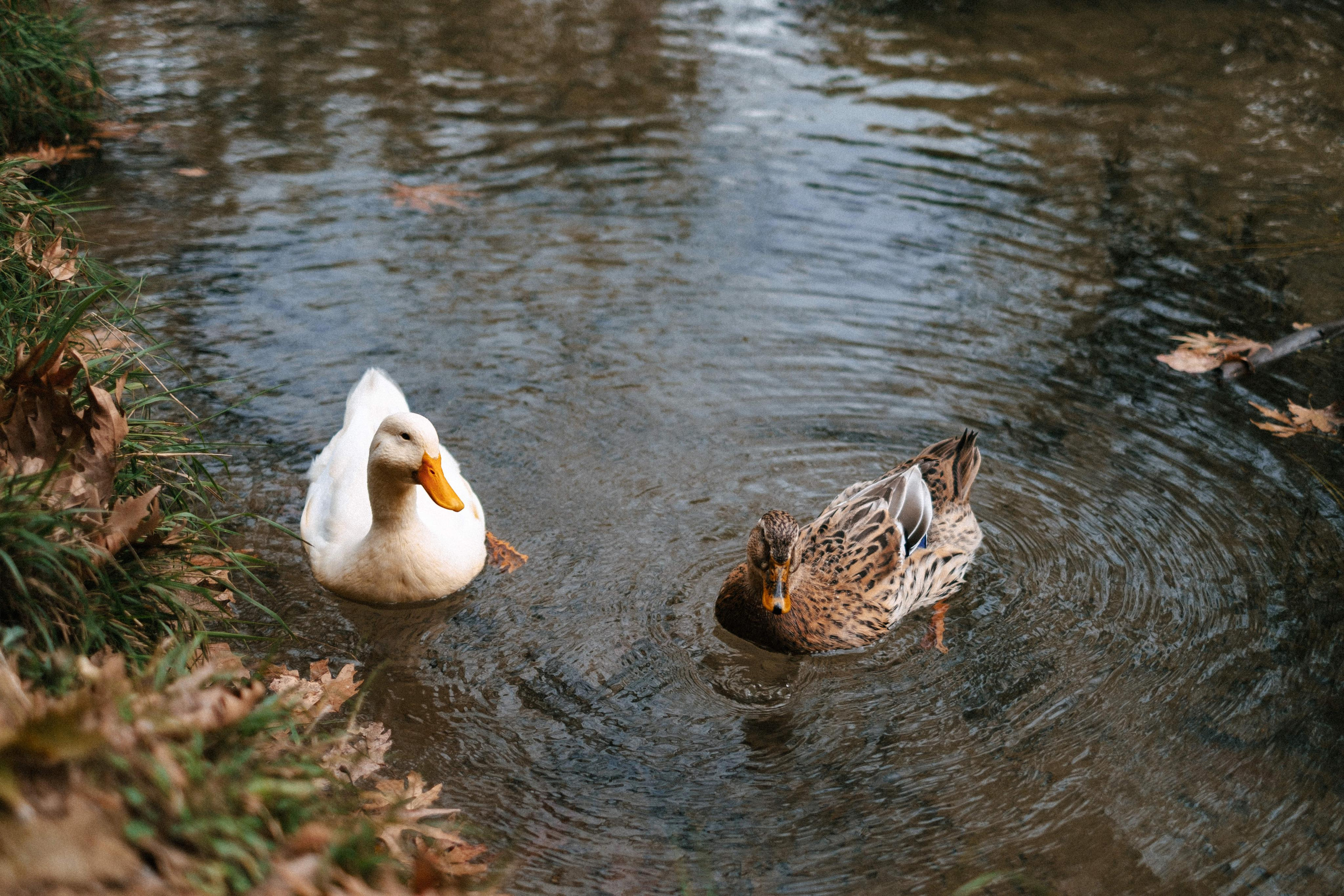 Wedding photographer in Vancouver Весільний фотограф у Ванкувері. Ivan Skufinsky — wedding and family photographer in Vancouver