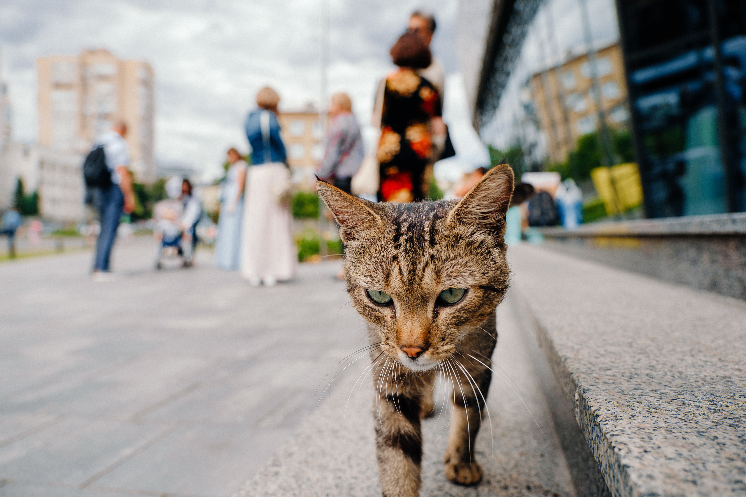 СВАДЬБА 04.07.19 Андрей+Катя. Ivan Skufinsky — wedding and family photographer in Vancouver
