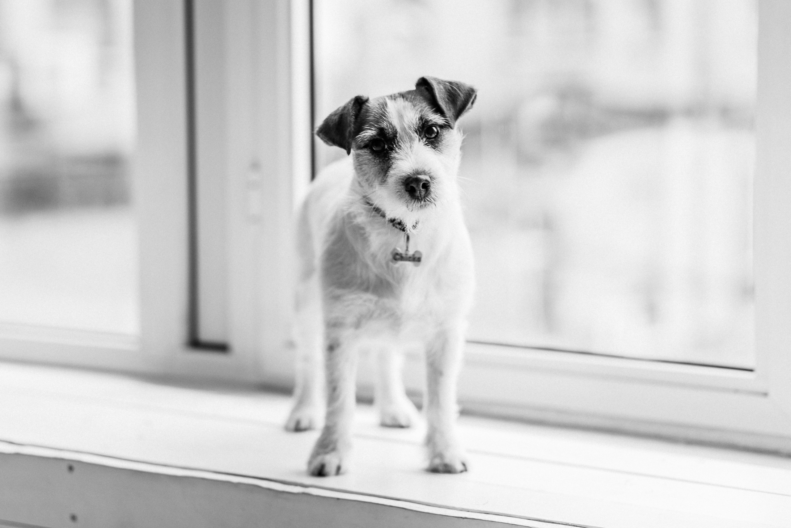 Pregnancy photo session in a photo studio with a dog. Ivan Skufinsky — wedding and family photographer in Vancouver