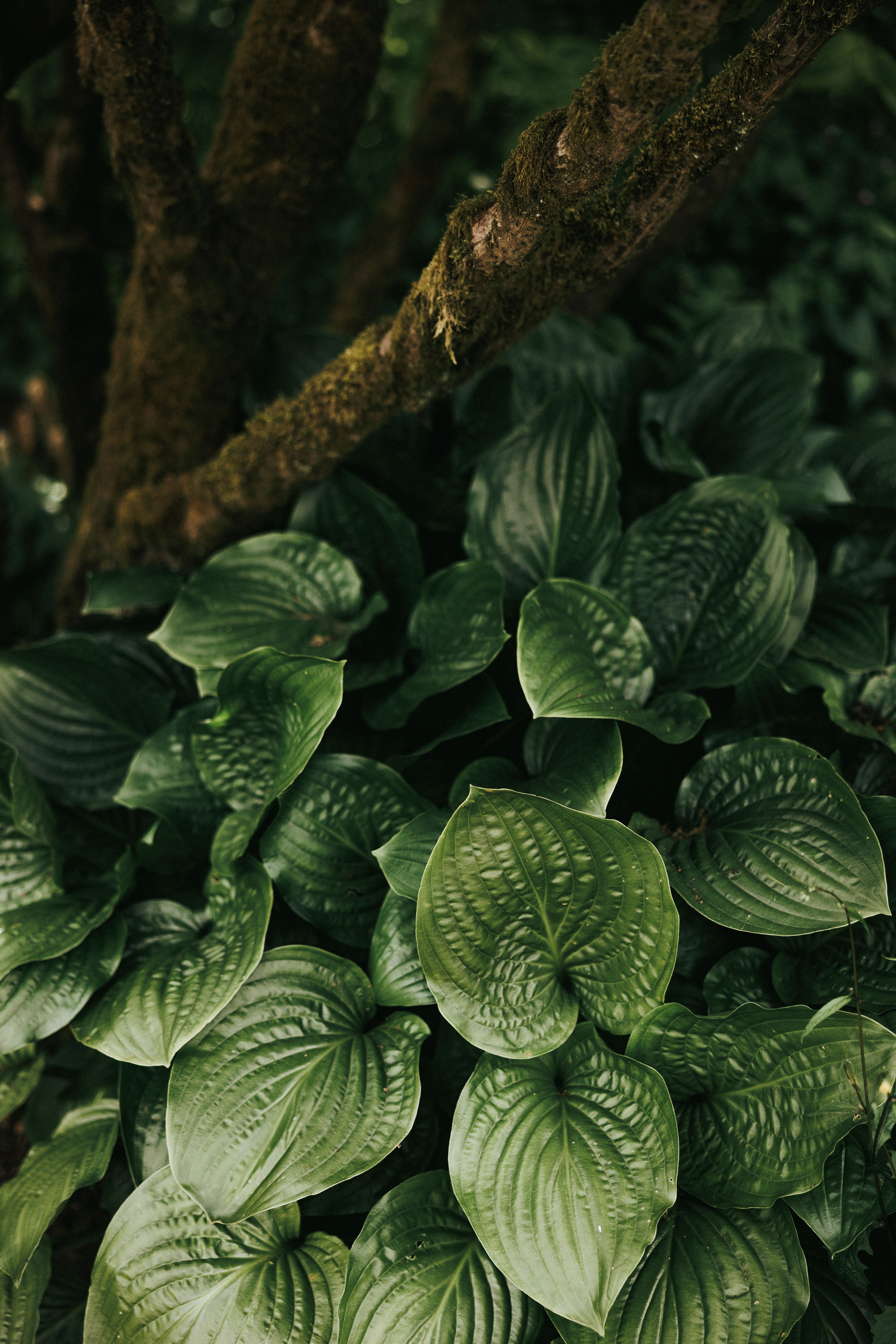 Sky-High Love: Stunning Vancouver Mountain Wedding Shoot by Helicopter. Ivan Skufinsky — wedding and family photographer in Vancouver
