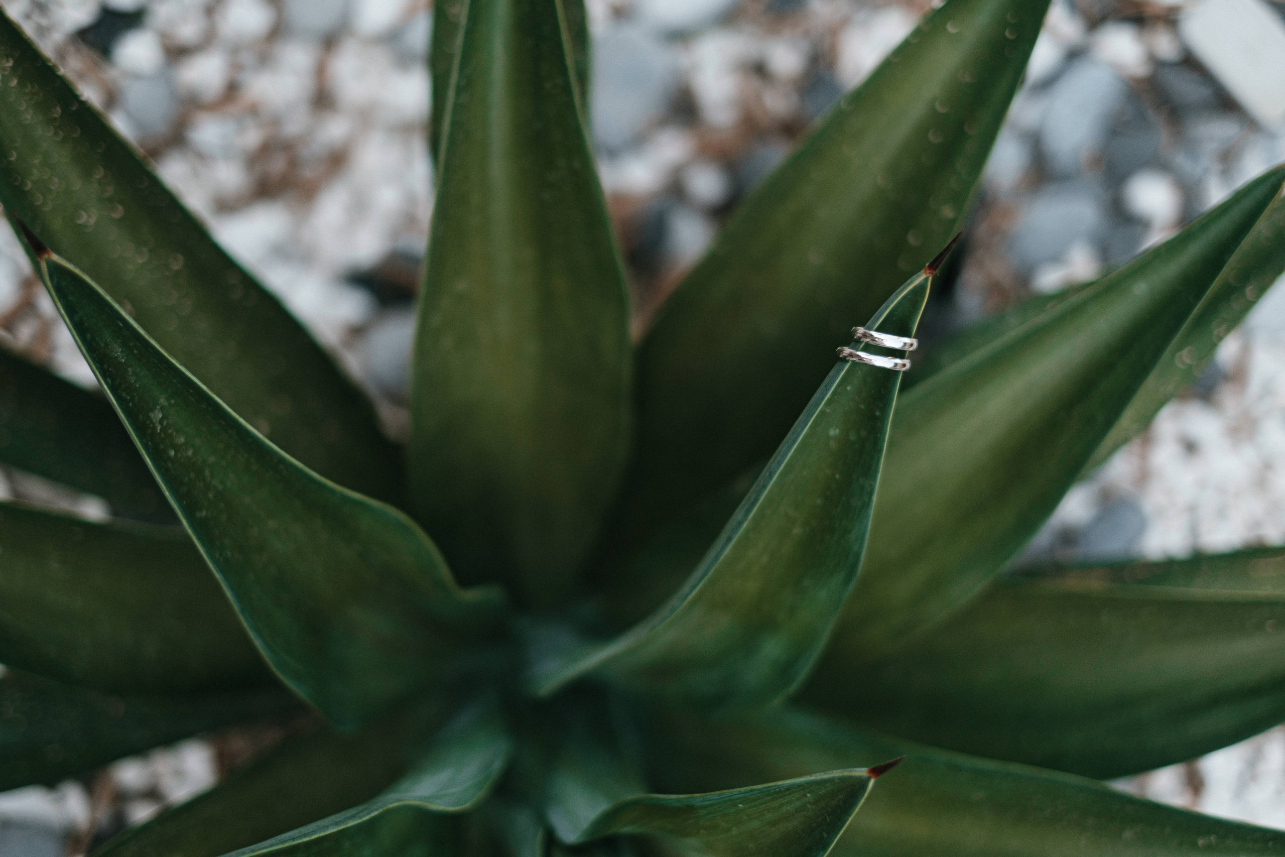 Cheshme. Wedding Story. Ivan Skufinsky — wedding and family photographer in Vancouver