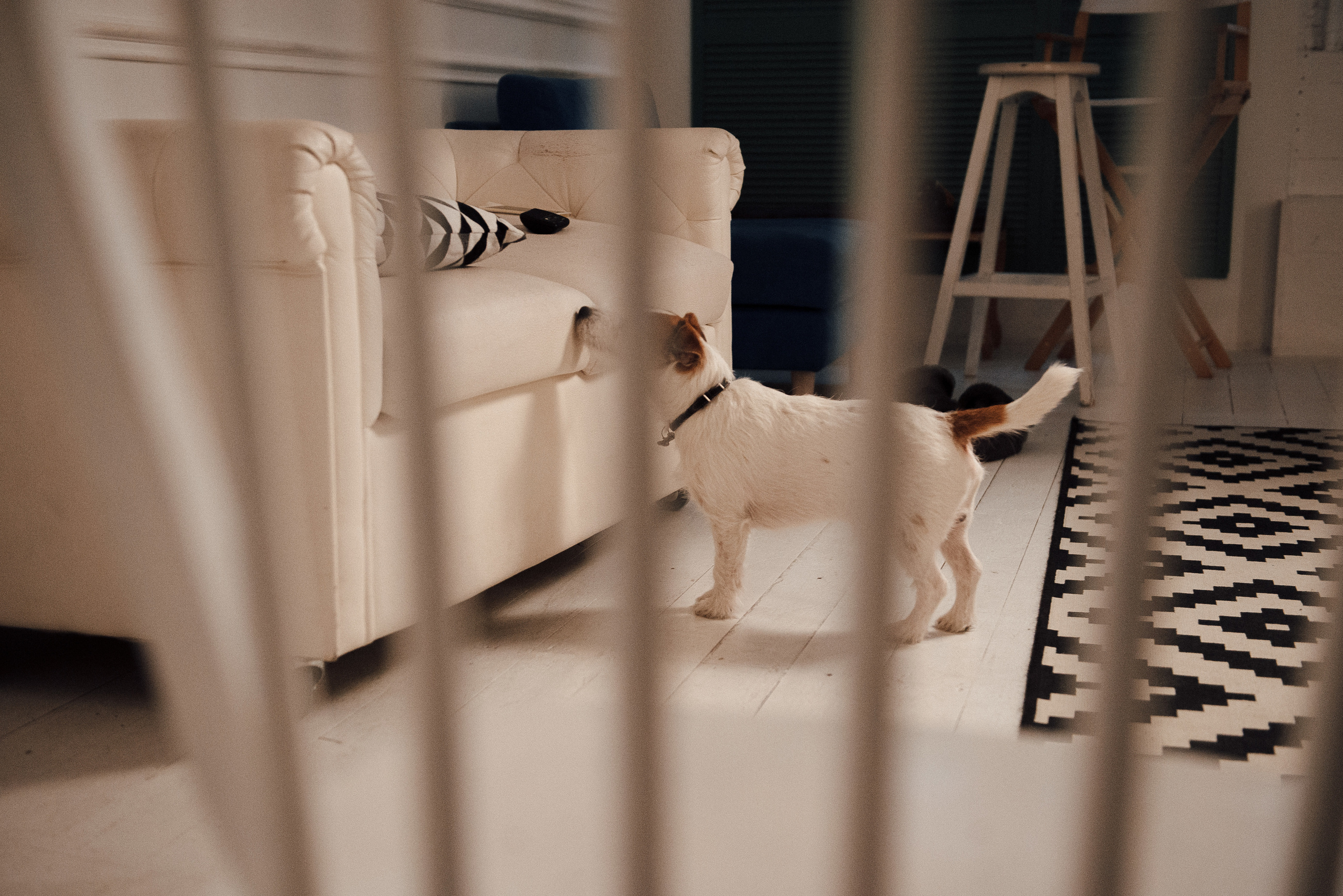 Pregnancy photo session in a photo studio with a dog. Ivan Skufinsky — wedding and family photographer in Vancouver