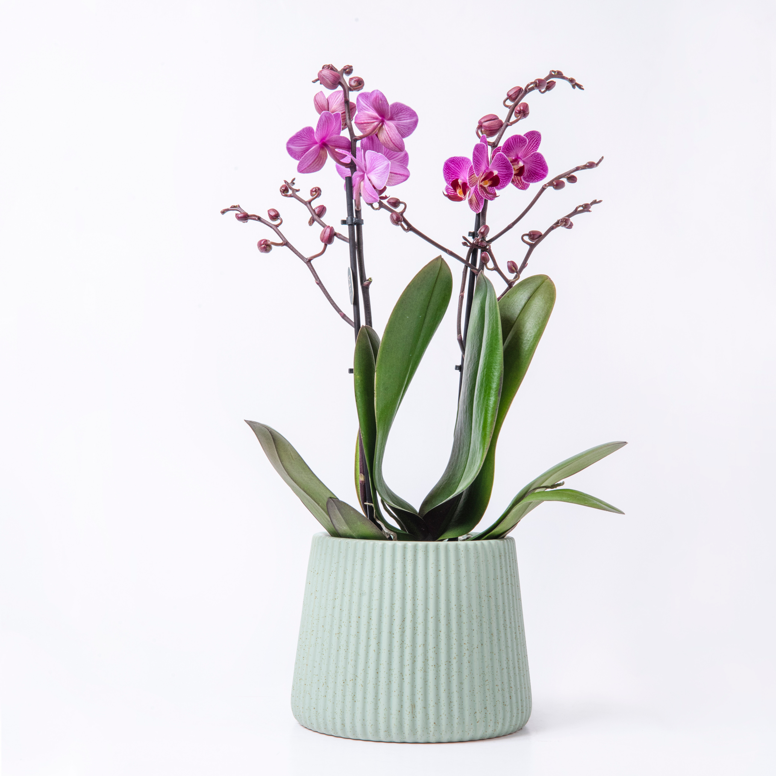 For a flower shop. צלמת ירושלים תל אביב ישראל